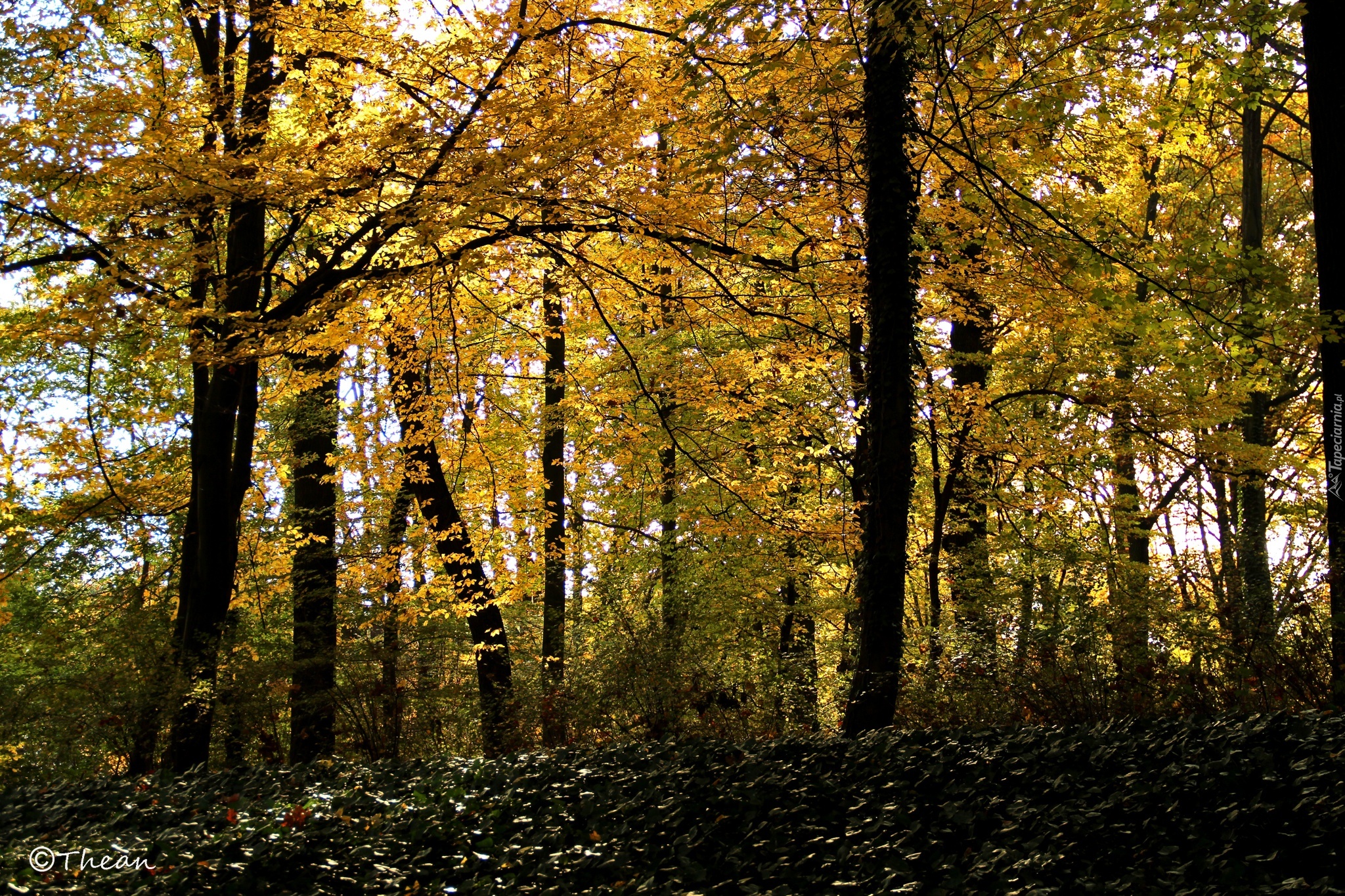 Park, Żółte, Liście, Drzewa, Jesień