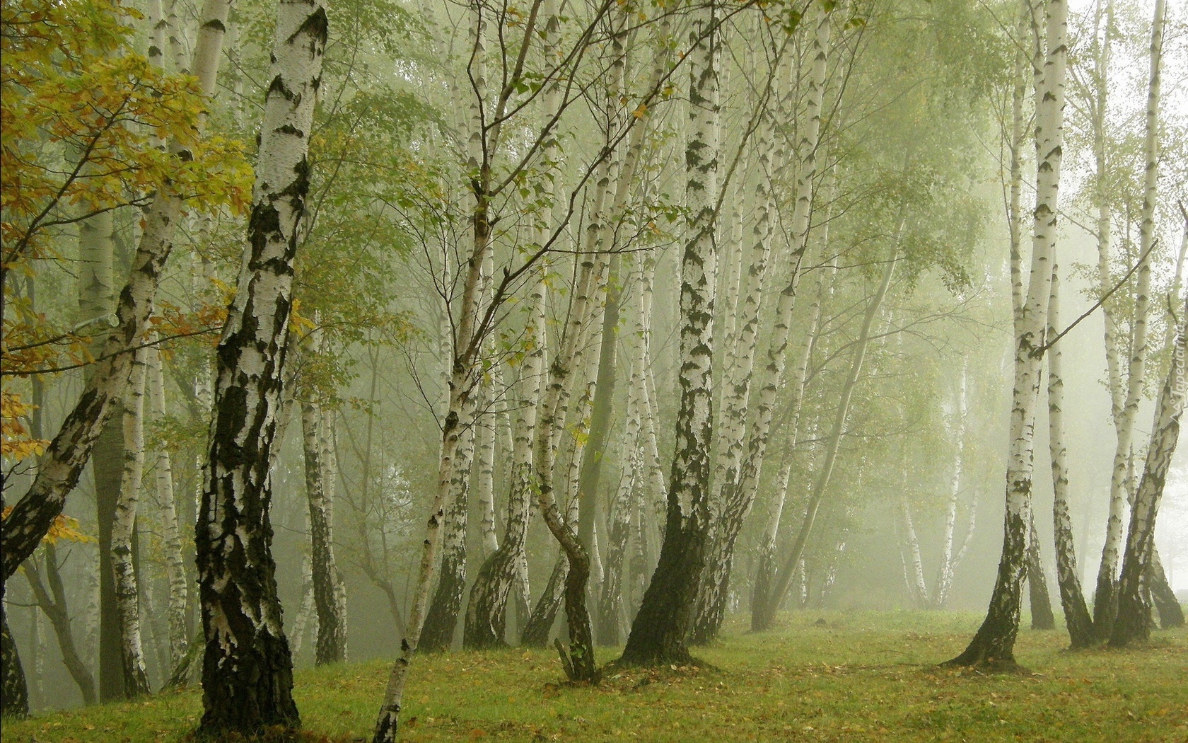 Las, Brzozowy, Mgła, Liście, Jesień