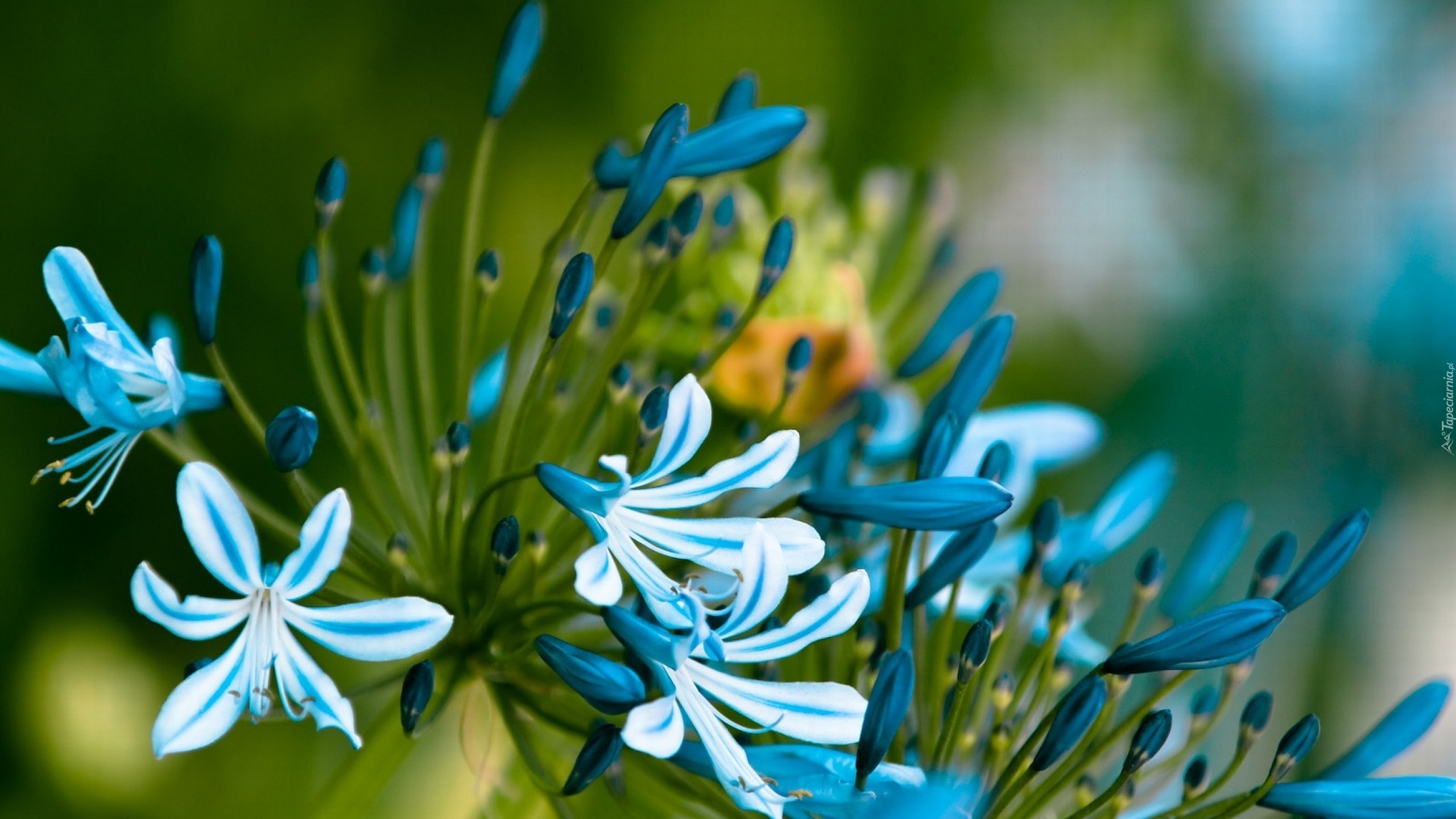 Niebiesko, Białe, Kwiaty, Agapant