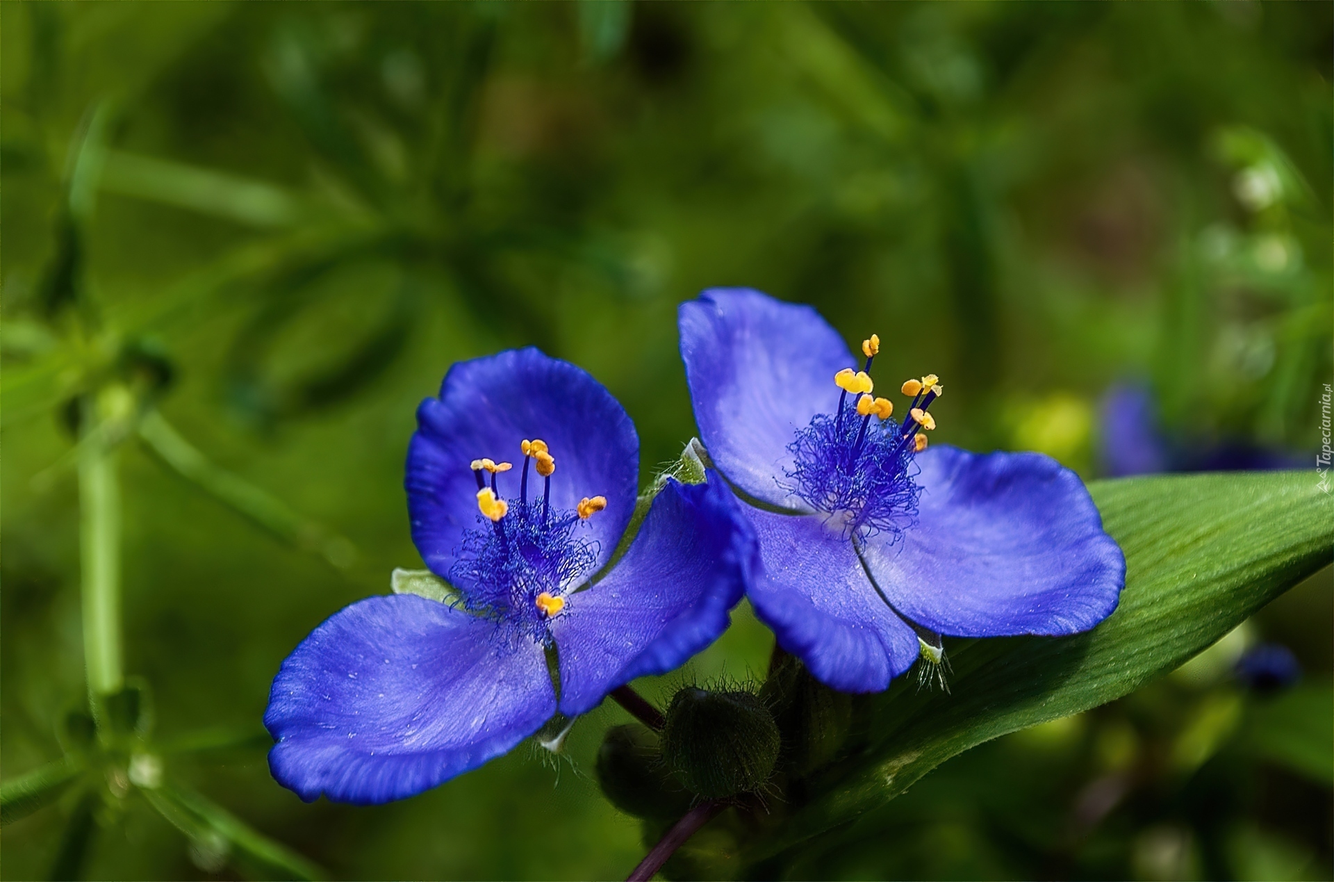 Chabrowe, Kwiatki, Żółte, Pręciki, Trawa, Tradescantia subaspera, Rodzina, Komelinowate