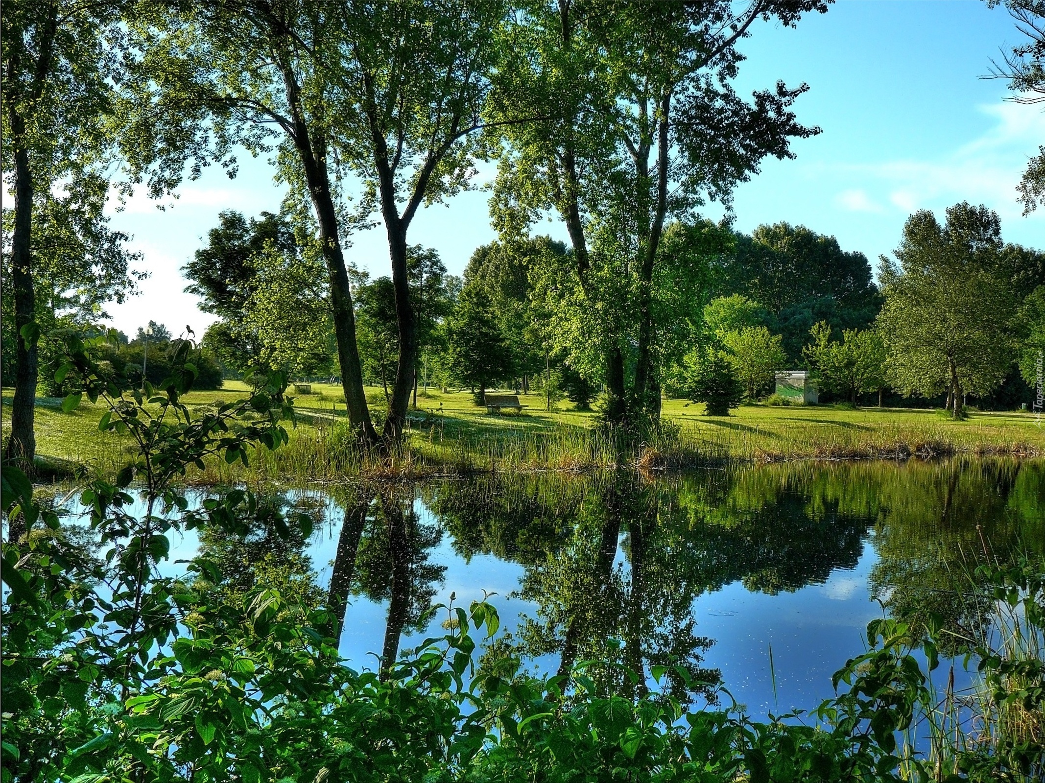 Park, Staw, Roślinność, Drzewa