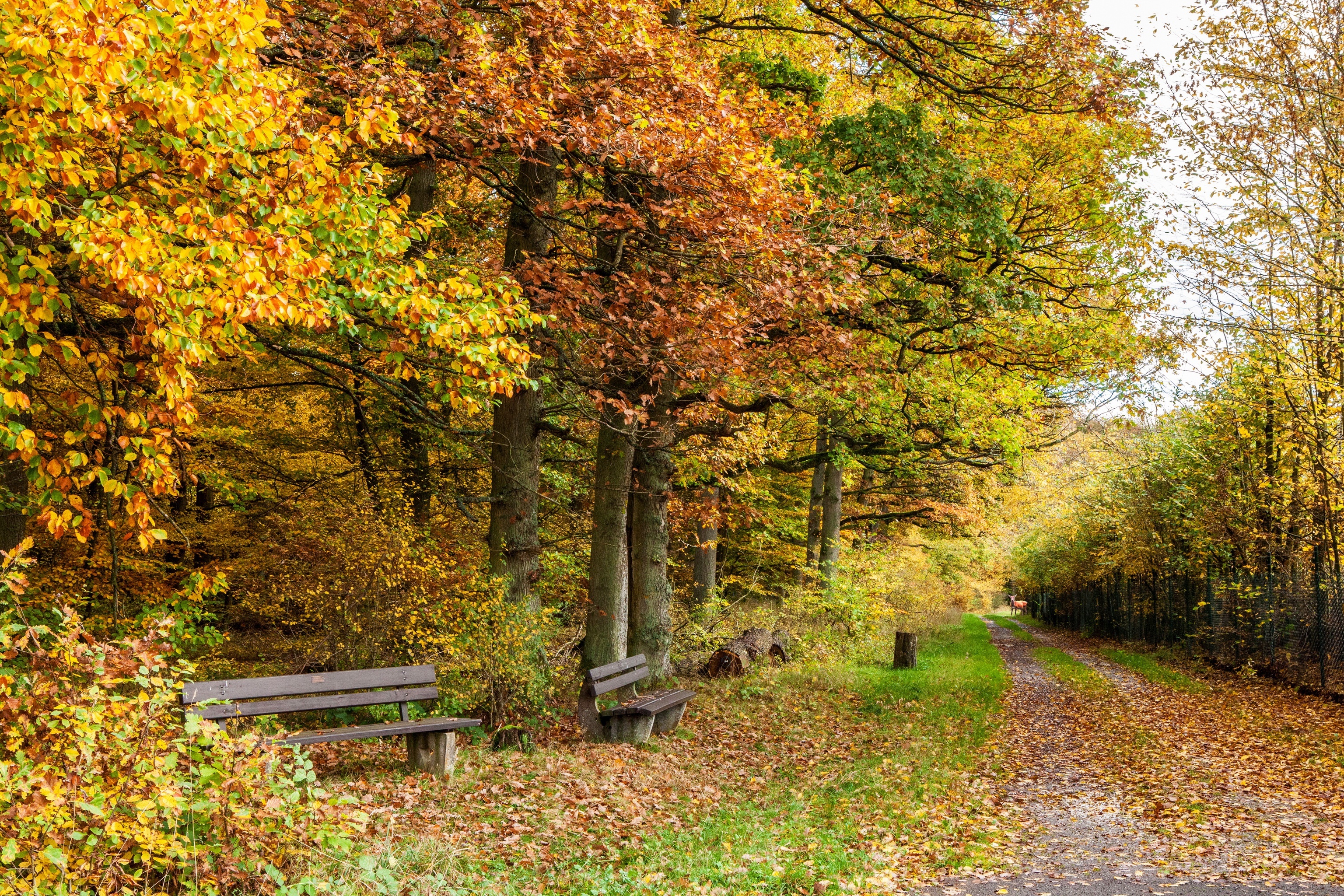 Park, Droga, Ławki, Kolorowe, Liście, Pies, Jesień