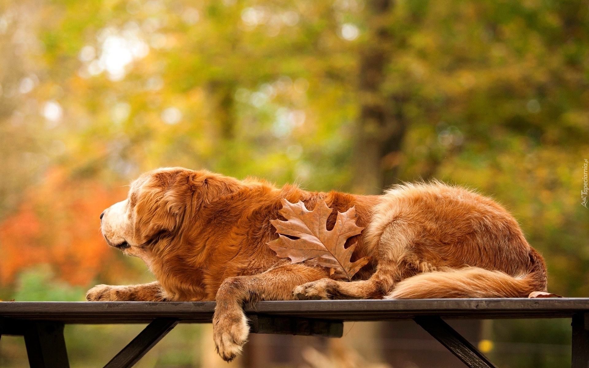 Golden, Retriever, Park, Ławka, Liść