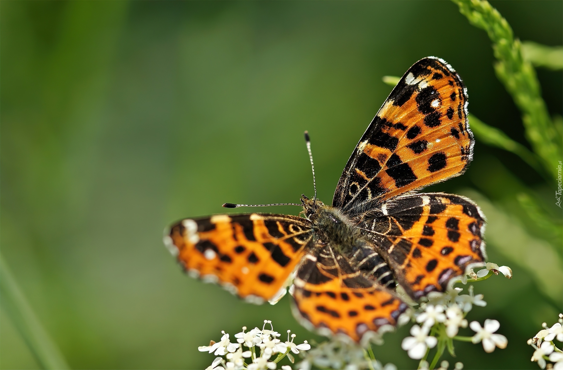 Motyl, Białe, Kwiatuszki