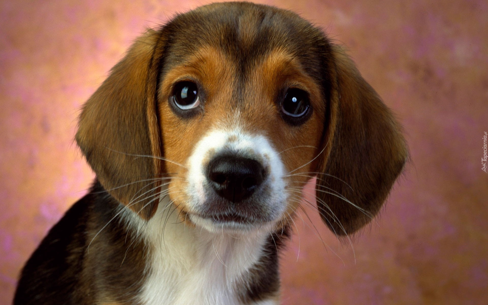 Beagle, Portret