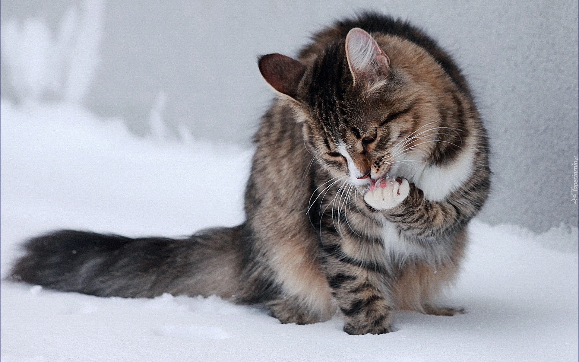 Kot, Śnieg, Zima