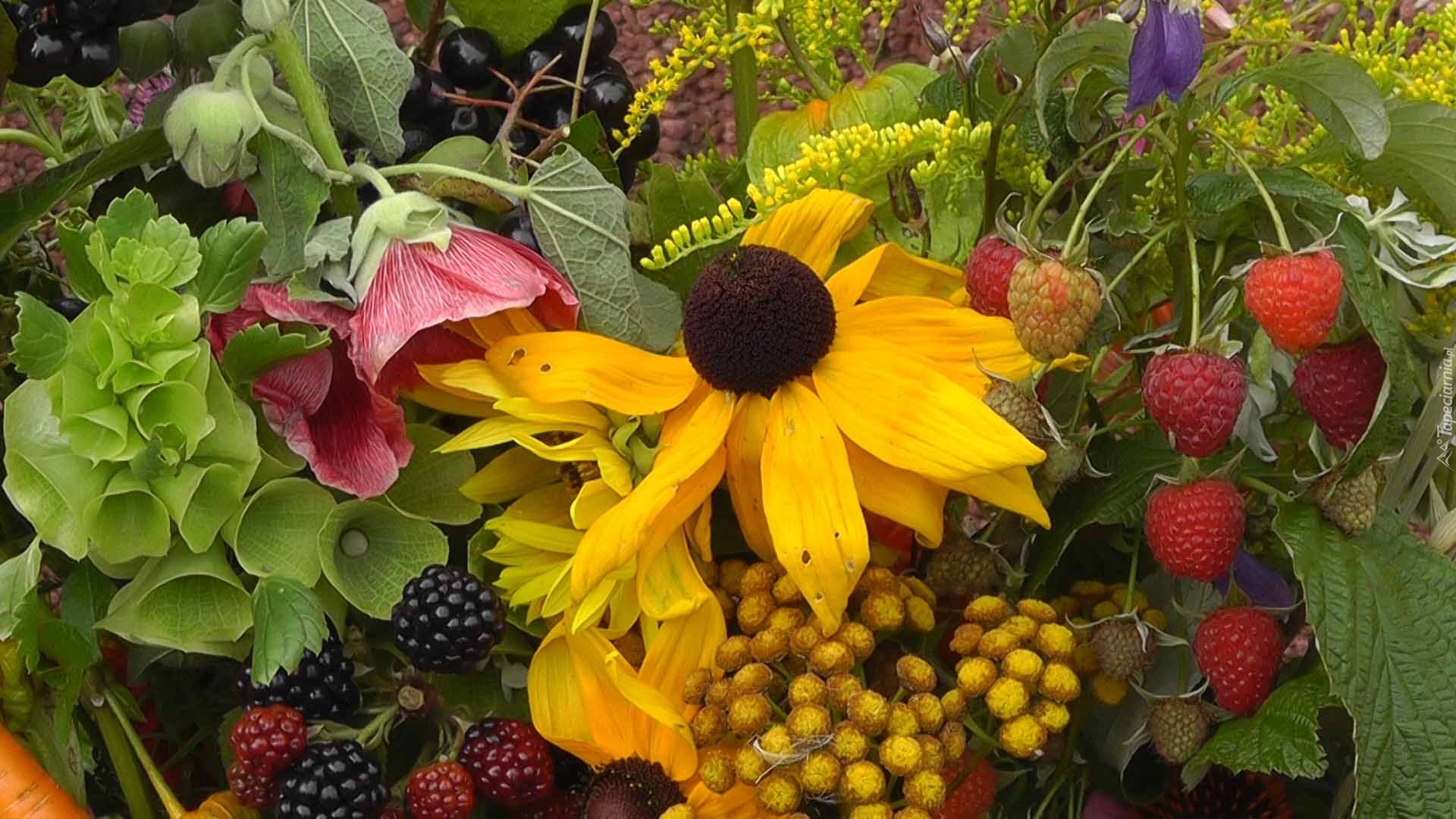 Rudbekia, Maliny, Jeżyny