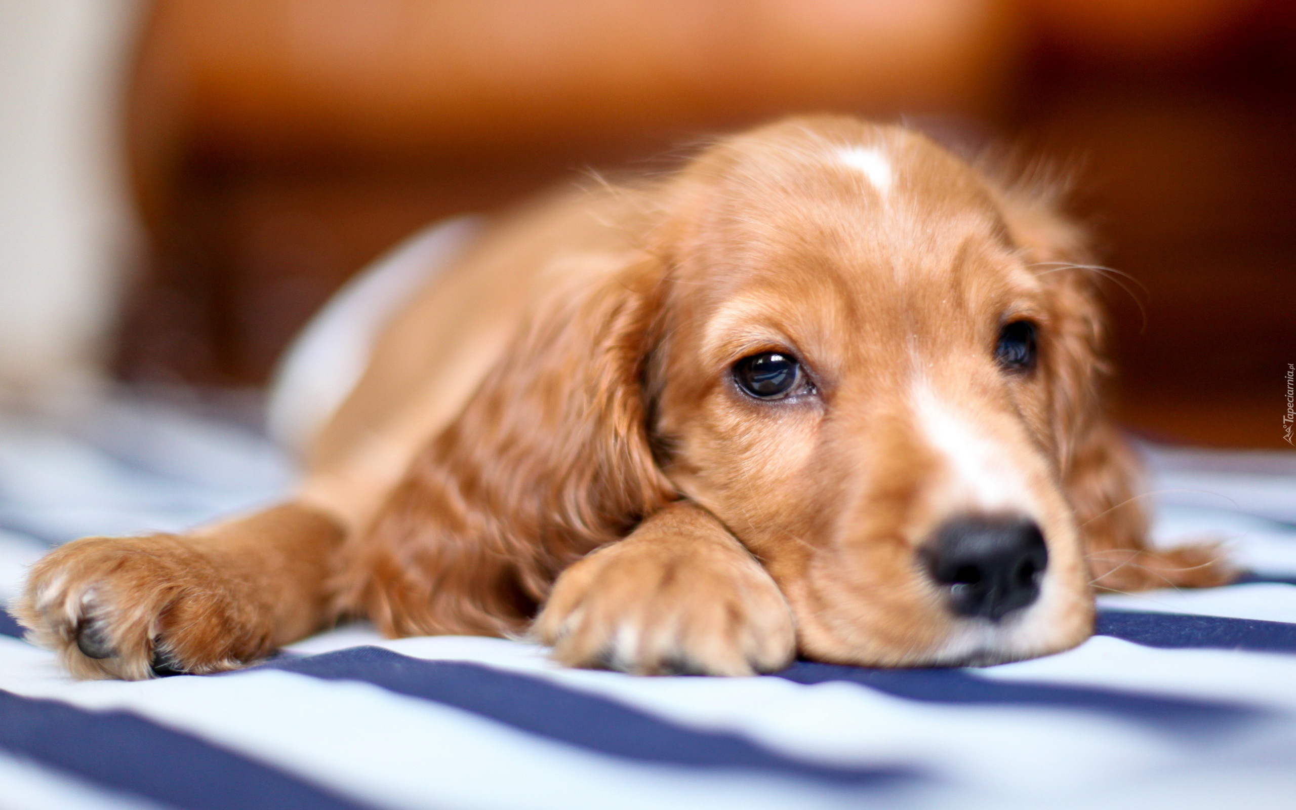 Cocker, Spaniel, Szczeniak