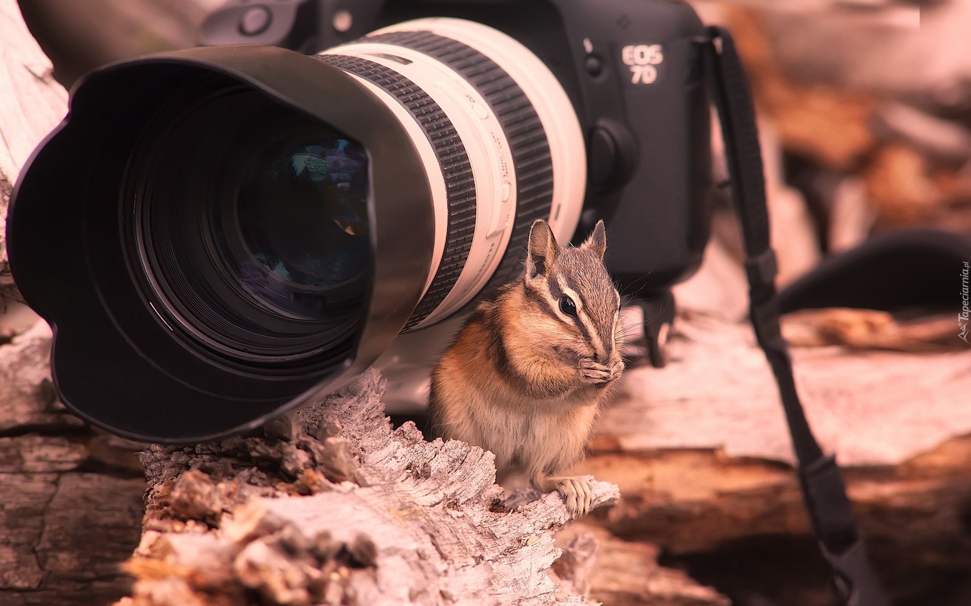 Wiewiórka, Aparat, Fotograficzny