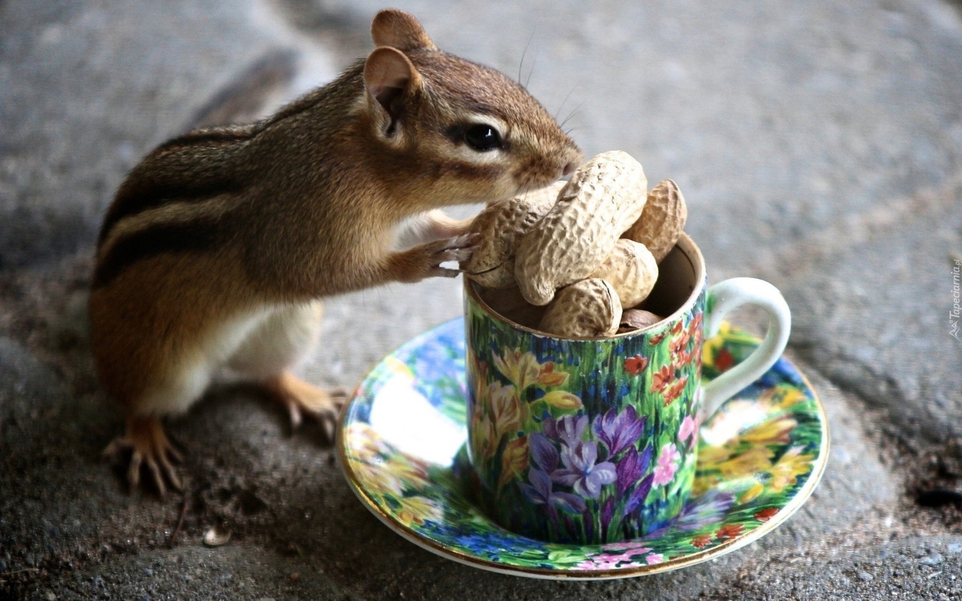 Chipmunk, Wiewiórka, Ziemna, Filiżanka, Orzechy