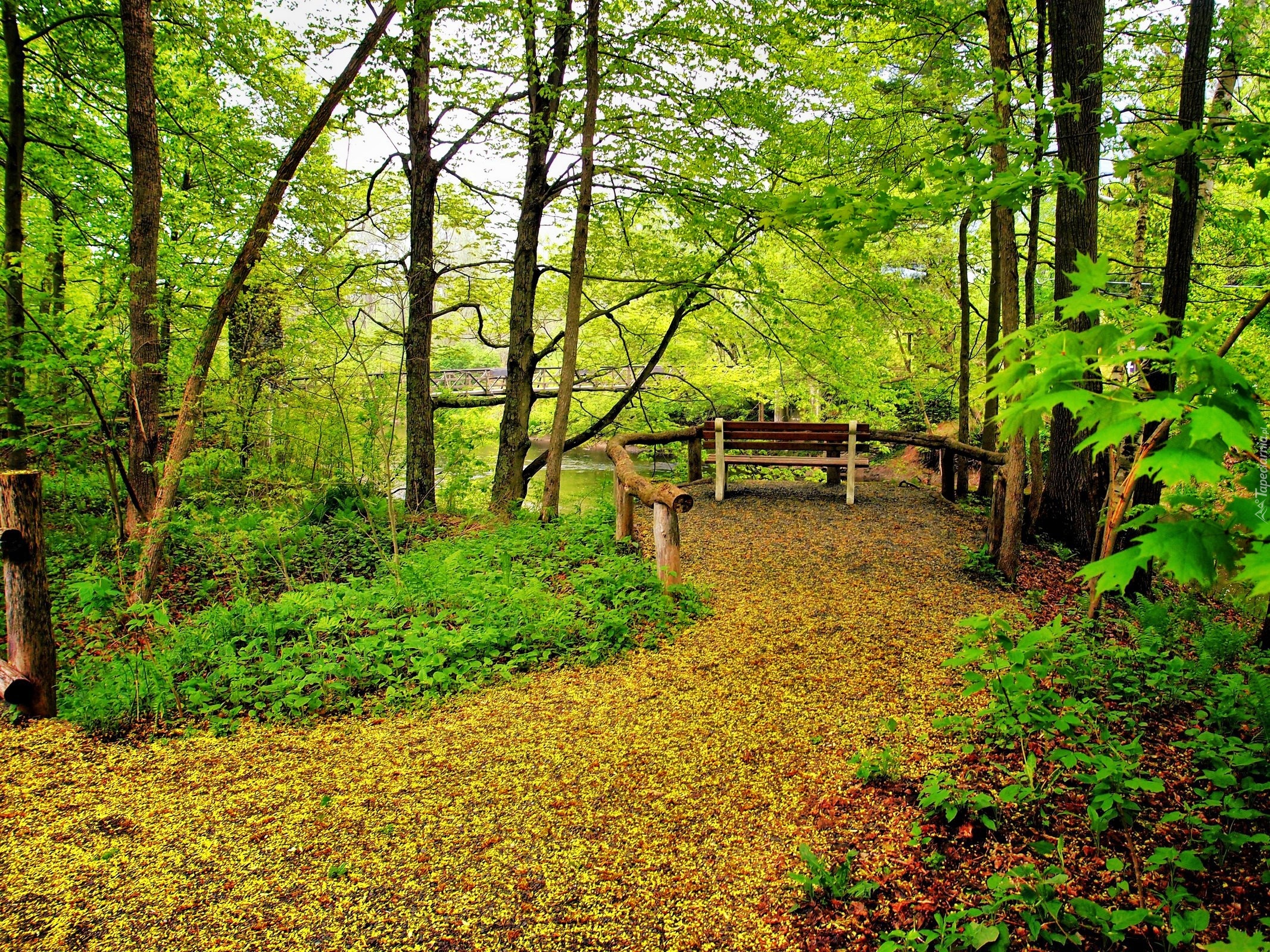 Stary, Park, Rzeczka, Mostek, Jesień