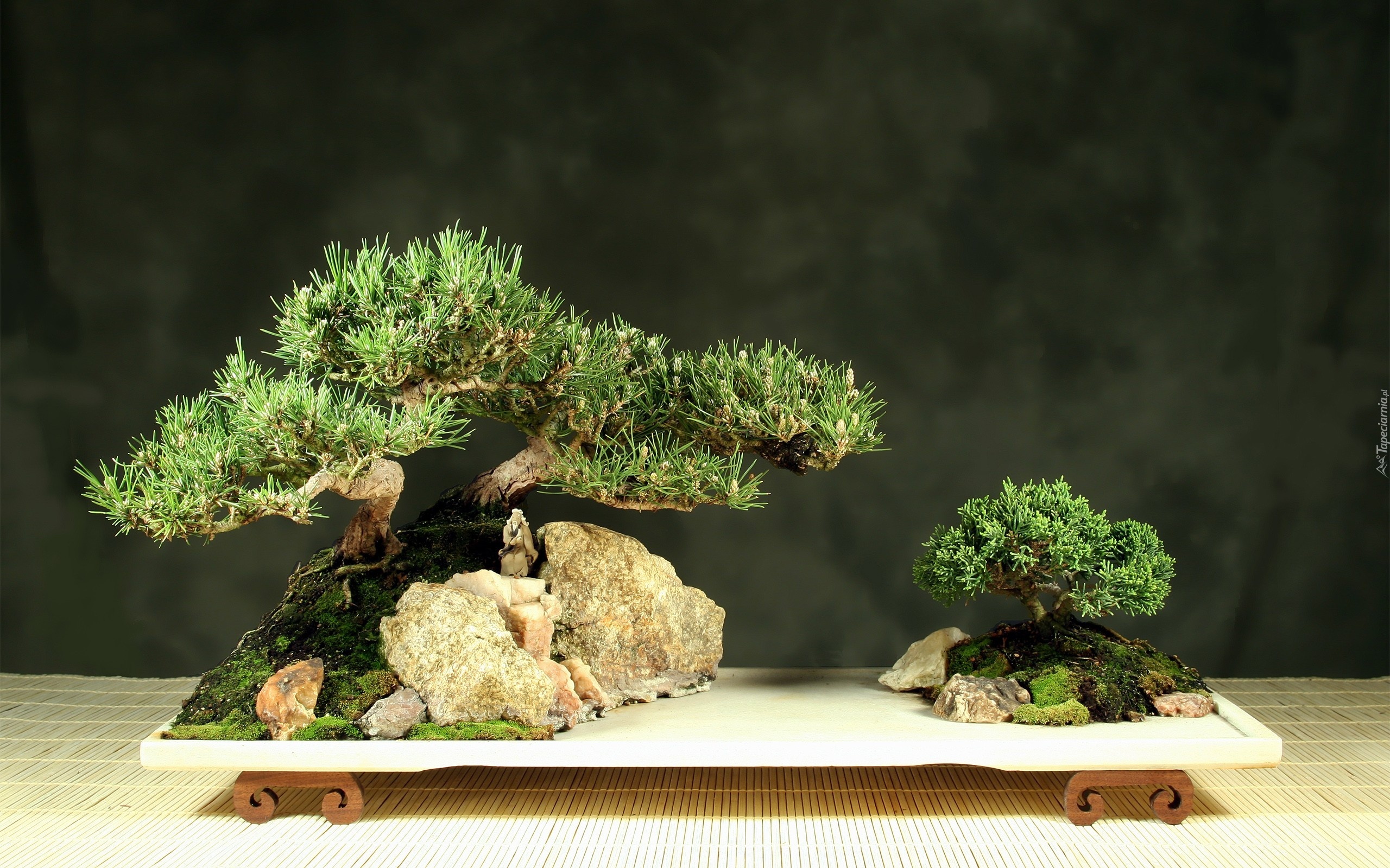 Bonsai