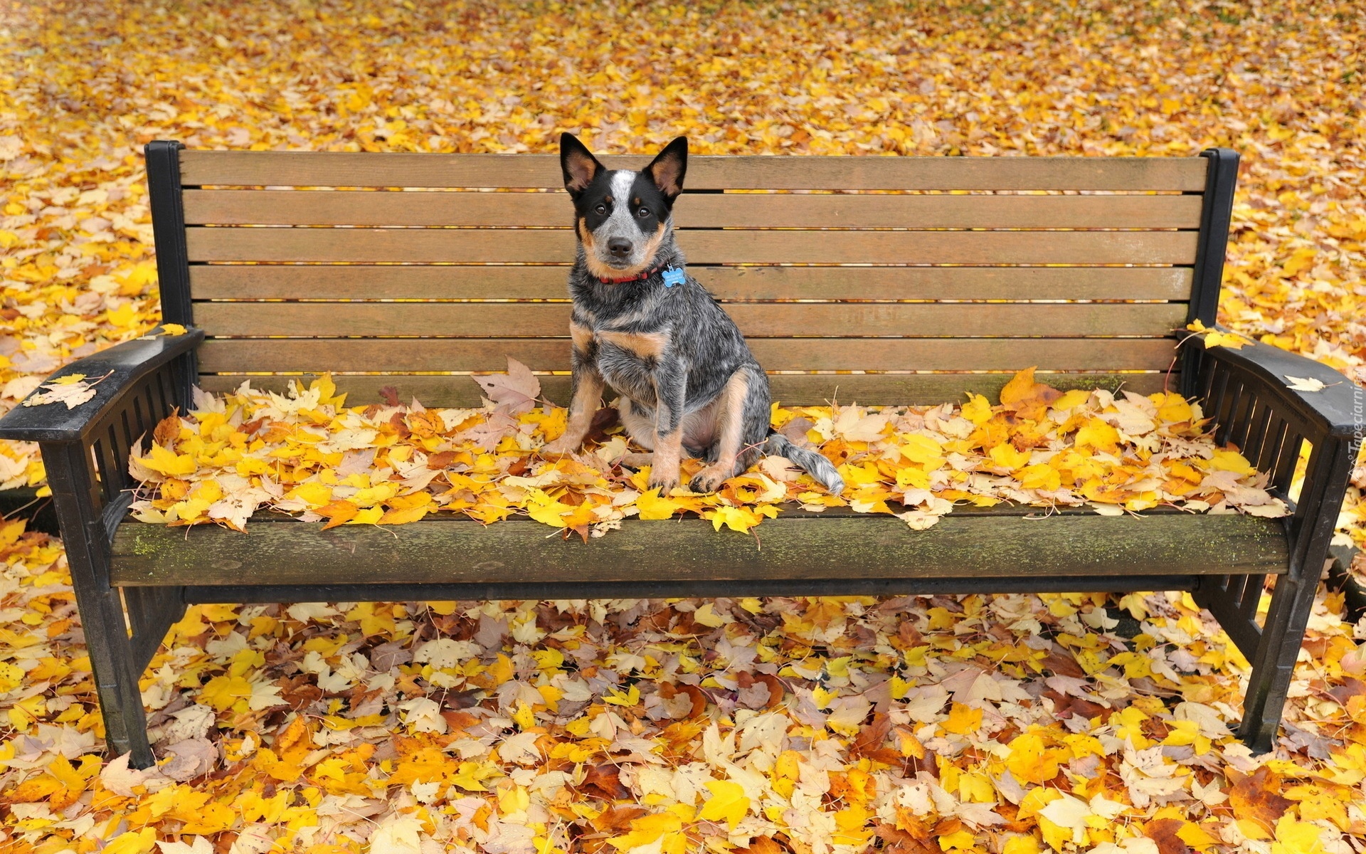 Ławka, Liście Australian cattle dog