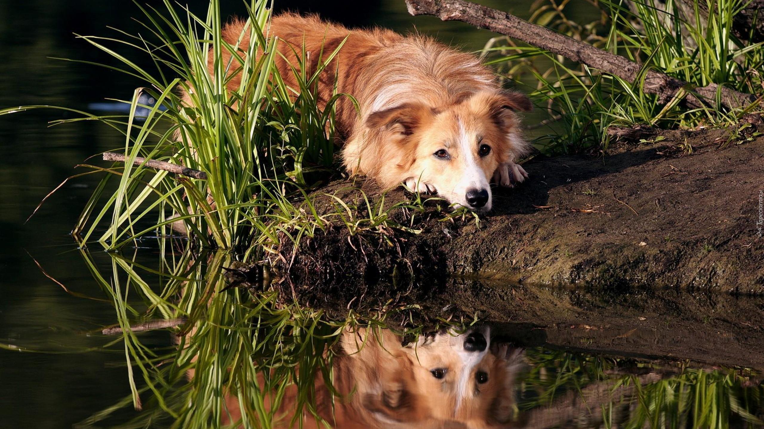 Border, Collie, Pies, Trawa, Woda, Odbicie