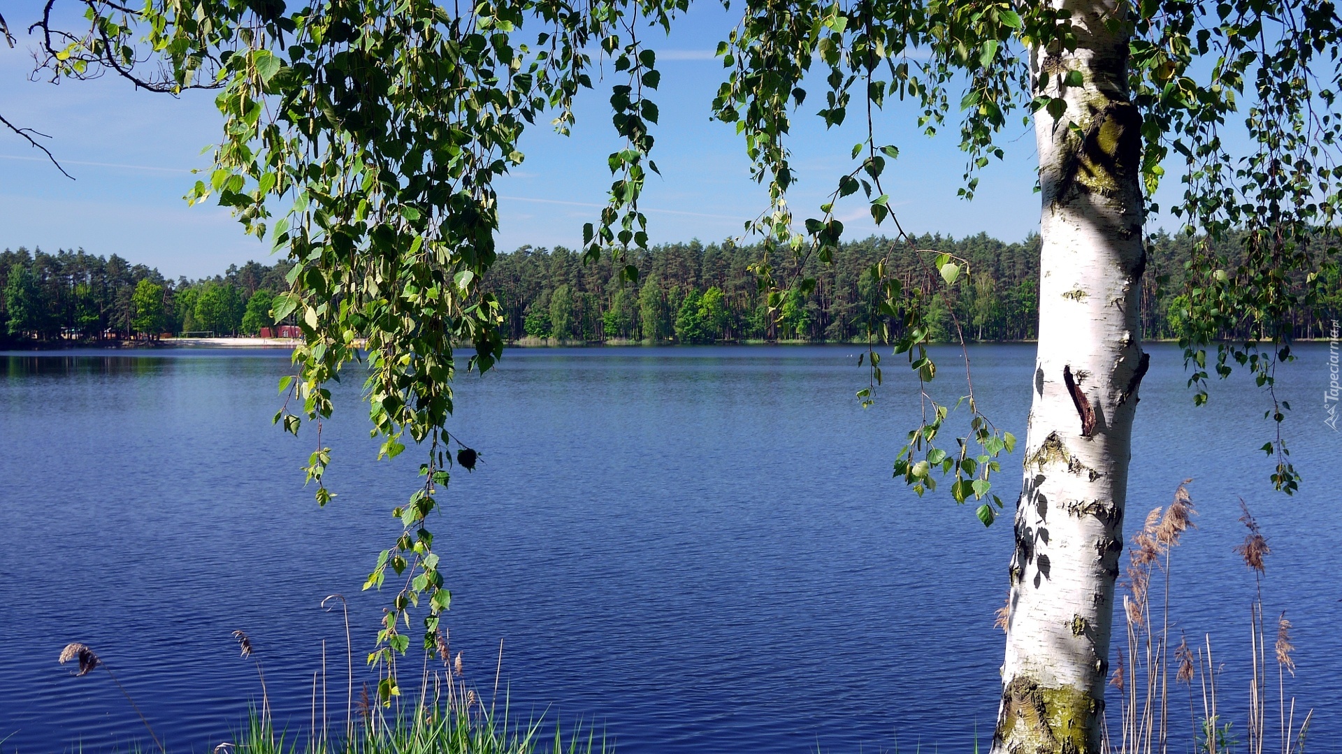 Едем в березку. Пушгоры береза. Озеро Березовое Березово. Берёза повислая у реки. Река Березка Ивановская область.