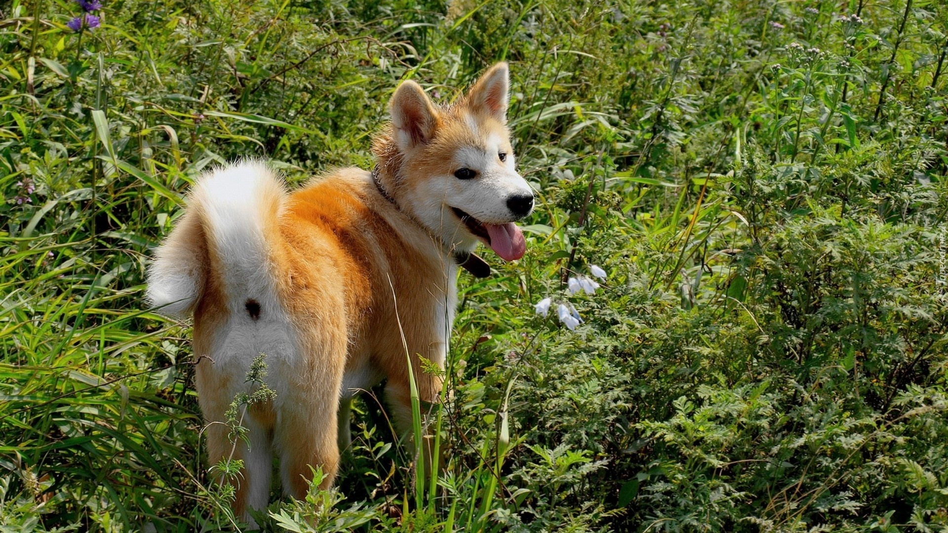 Akita, Inu, Zieleń