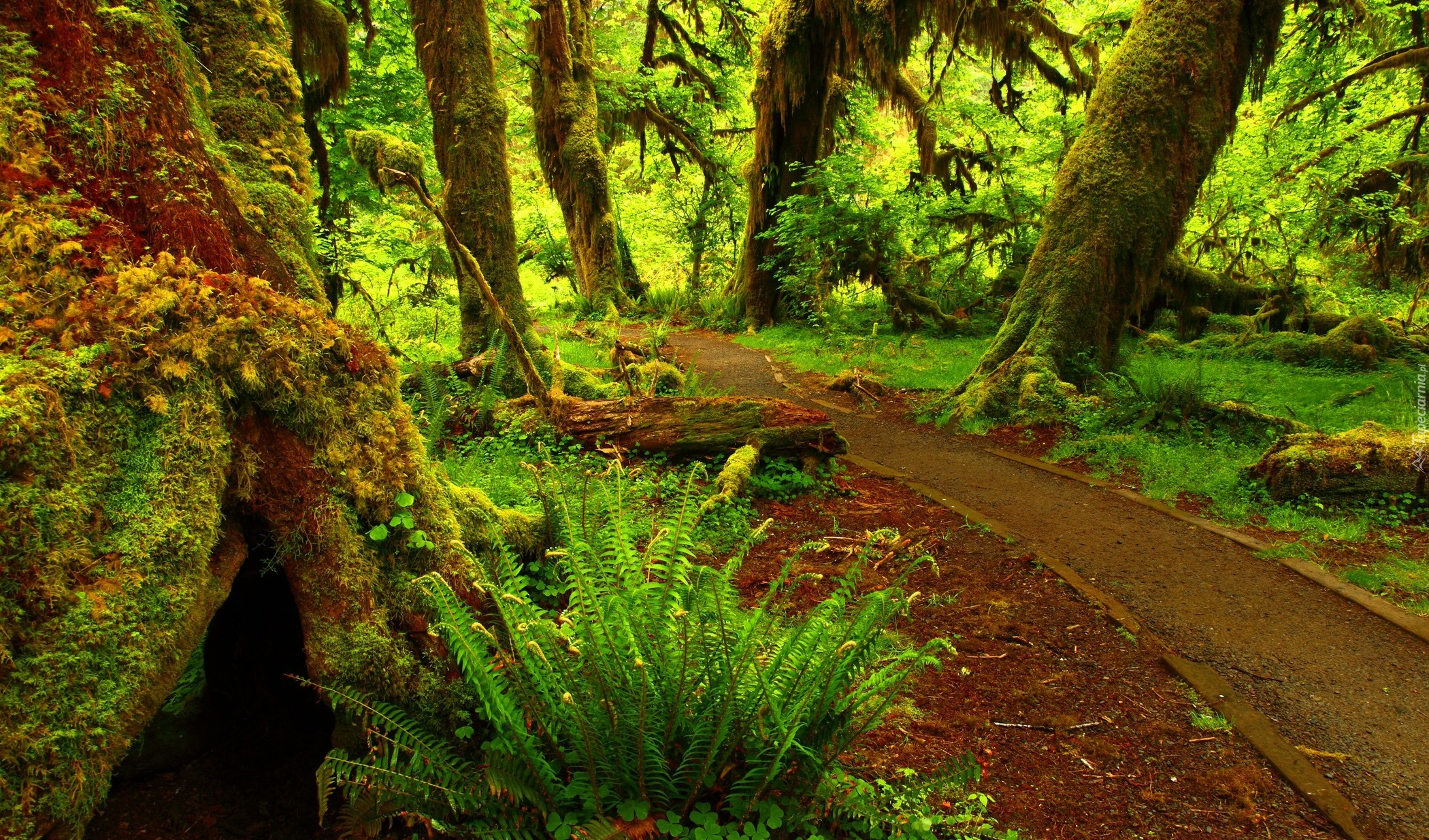 Lush Winding Road, Olympic National Park, Washington без смс