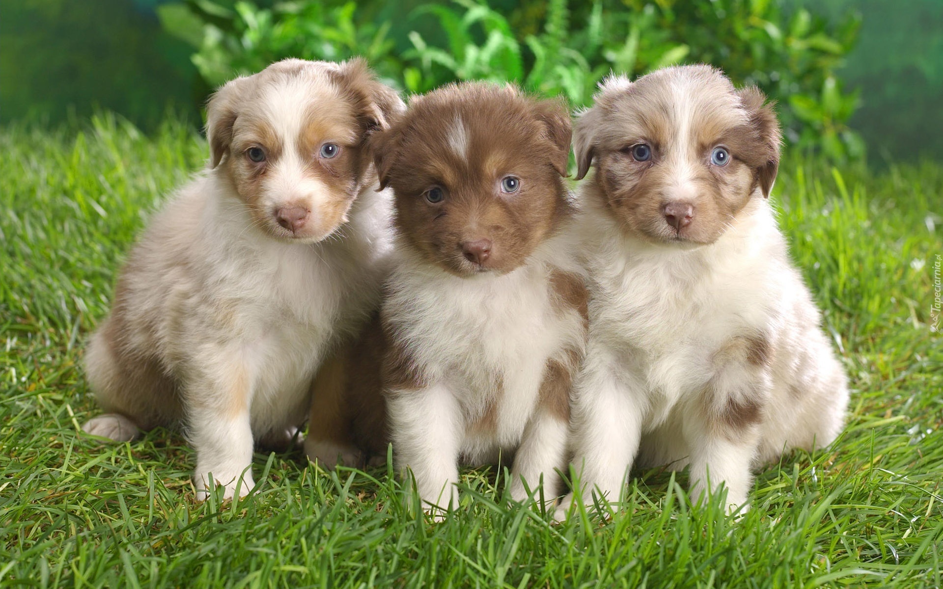 Trzy, Szczeniaki,  Owczarki australijskie, Australian shepherd