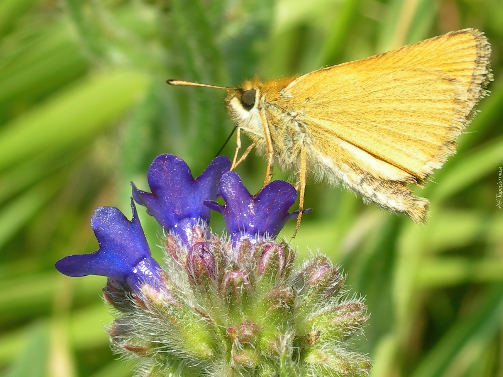 Kwiat, Żółty, Motyl, Karlątek