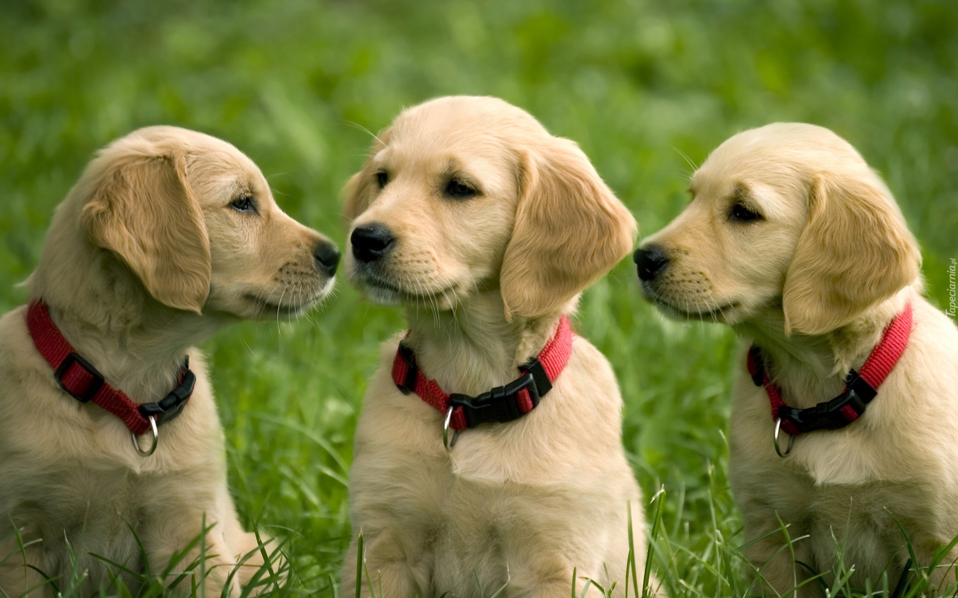 szczeniaki-golden-retriever