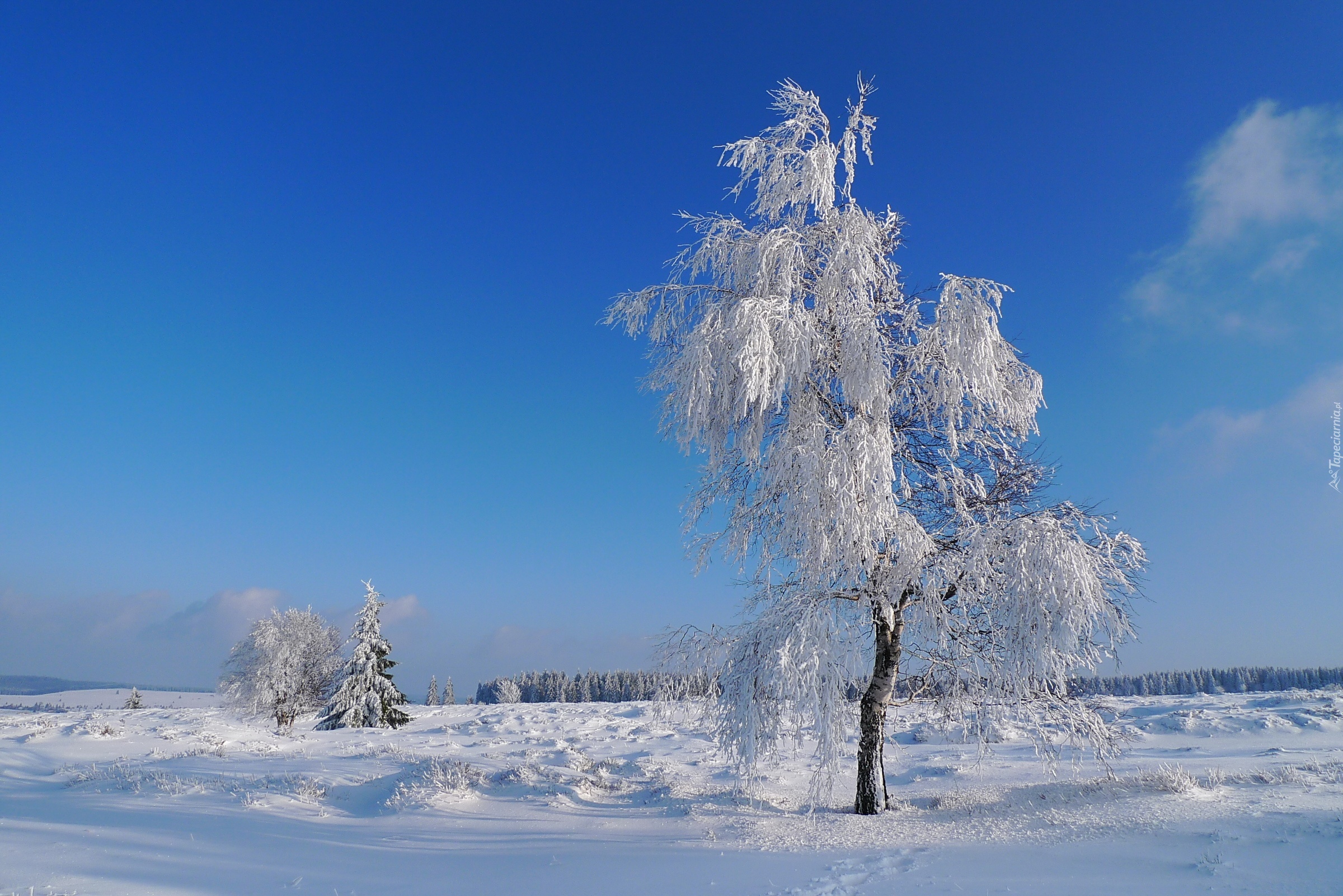 Drzewo, Śnieg, Niebo