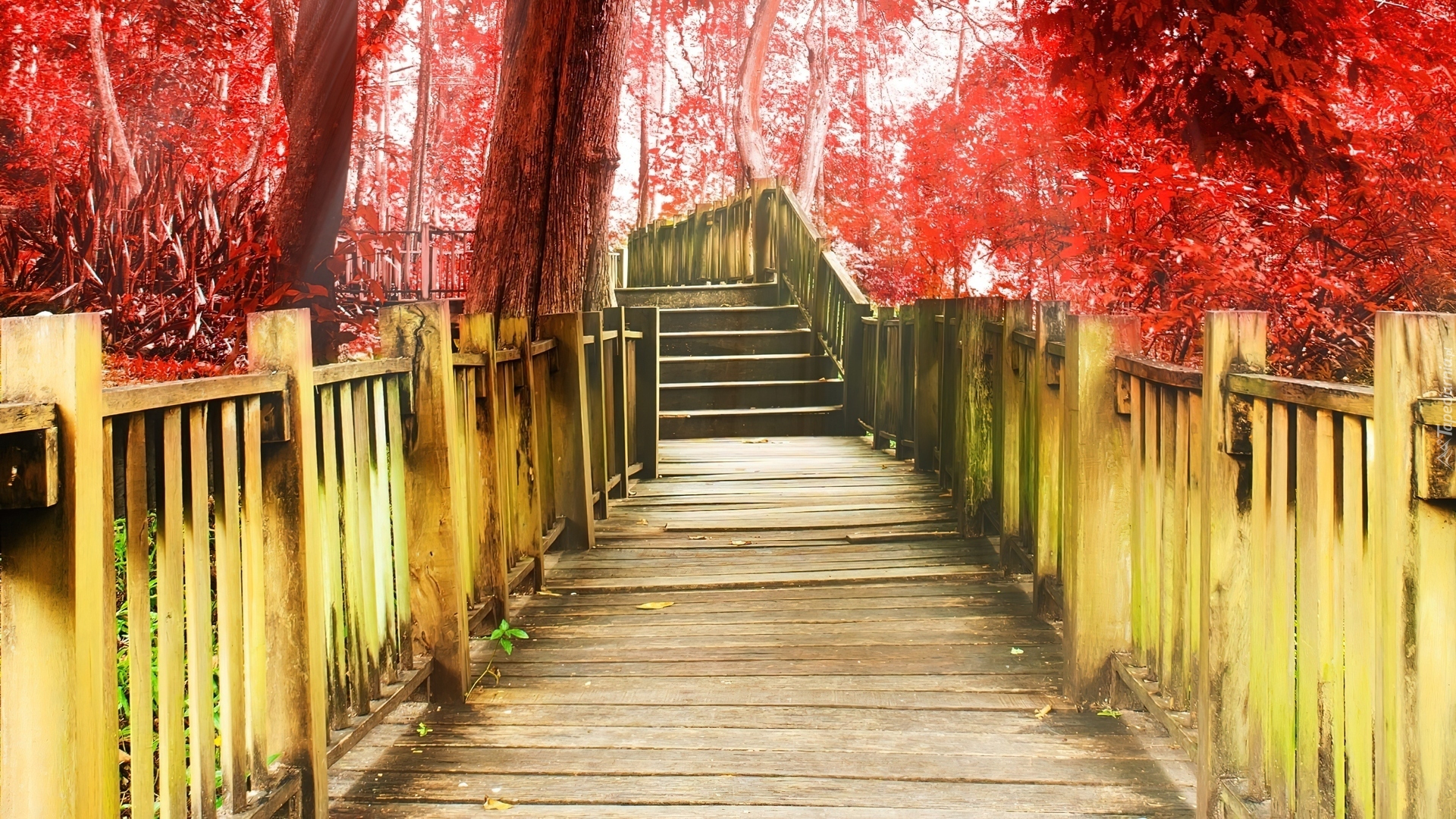 Most, Czerwone, Drzewa