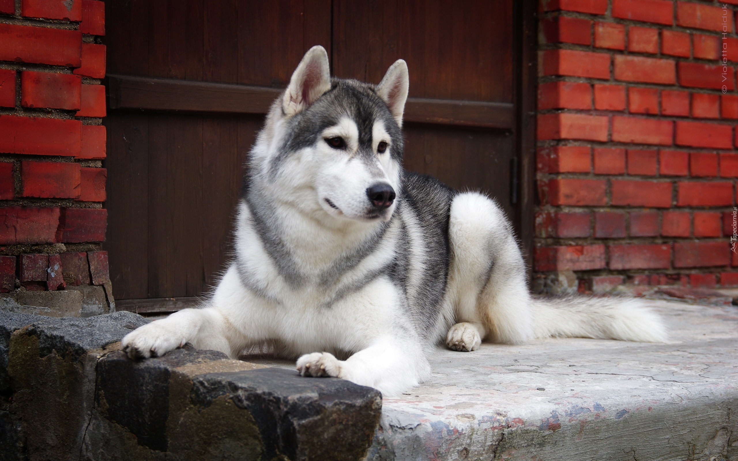 Husky, Stróż, Dom