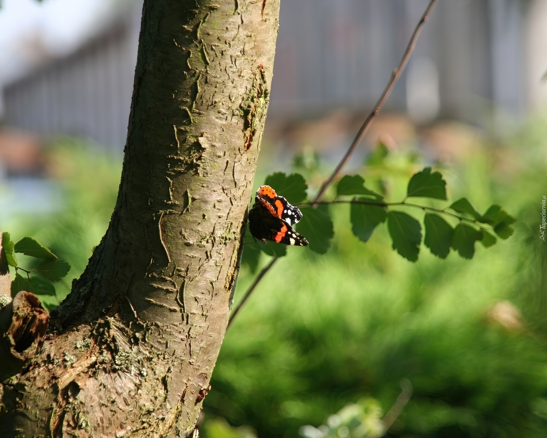 Drzewo, Pień, Gałązka, Motyl