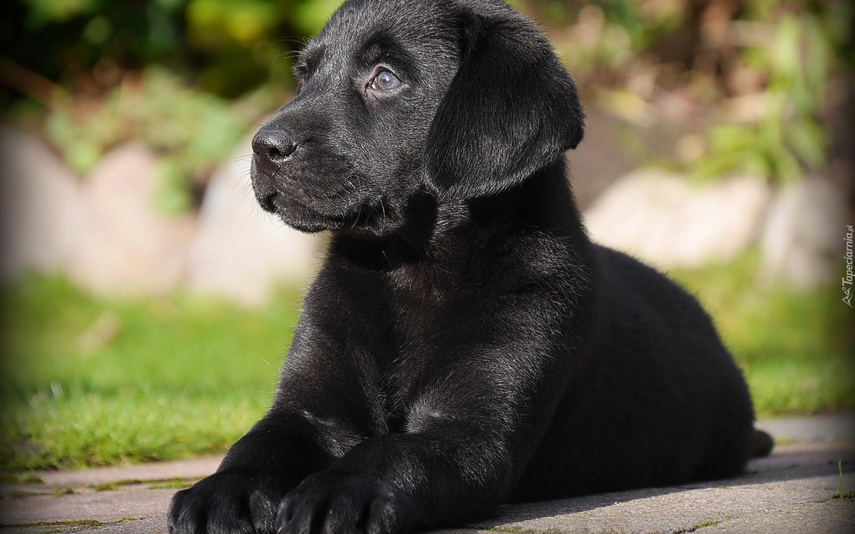 labrador-retriever-czarny-szczeniak
