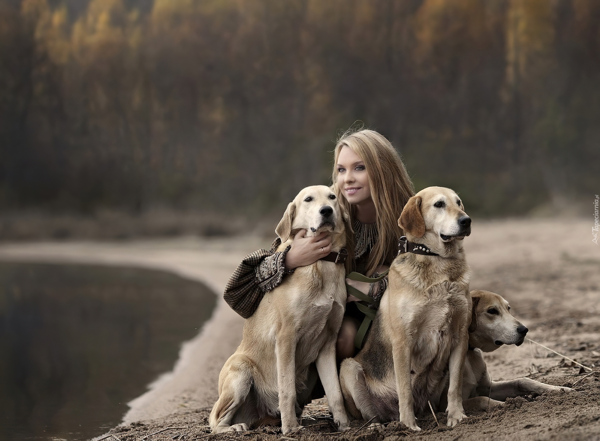 Dziewczyna, Psy, Golden Retriever, Spacer