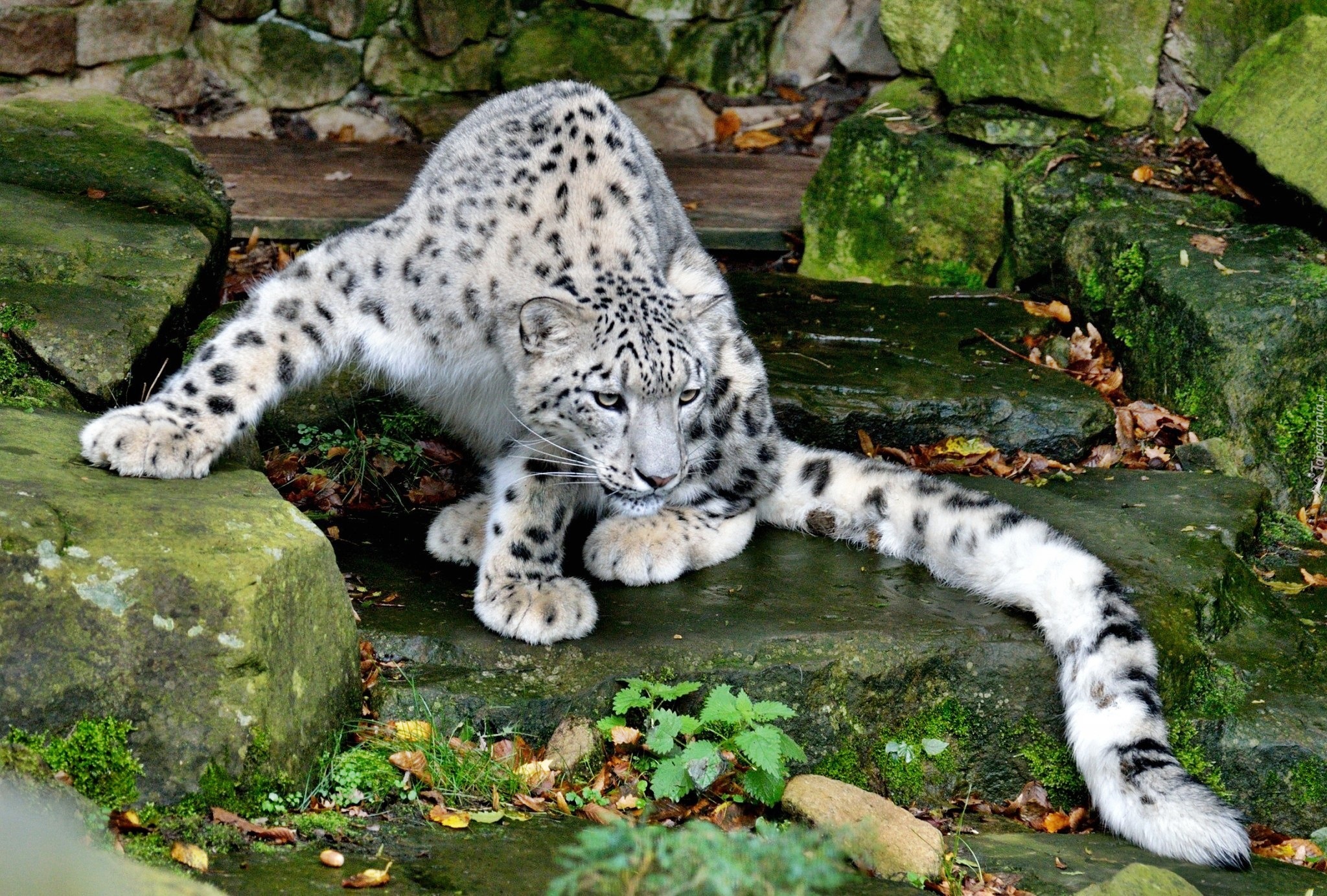 Śnieżna, Pantera, Kamienie, ZOO, Irbis