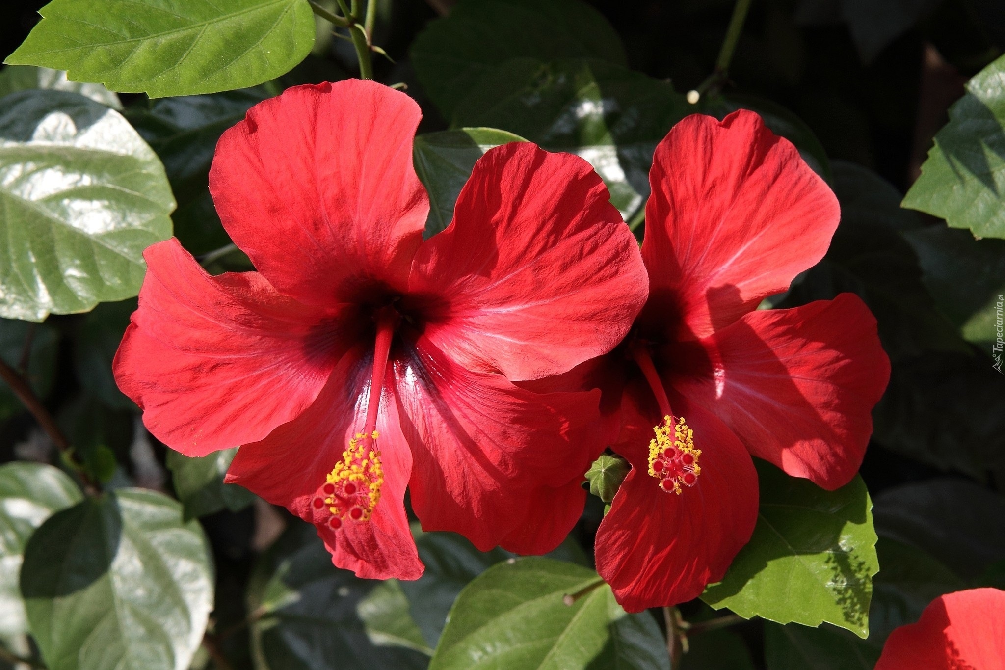 Czerwony, Hibiskus