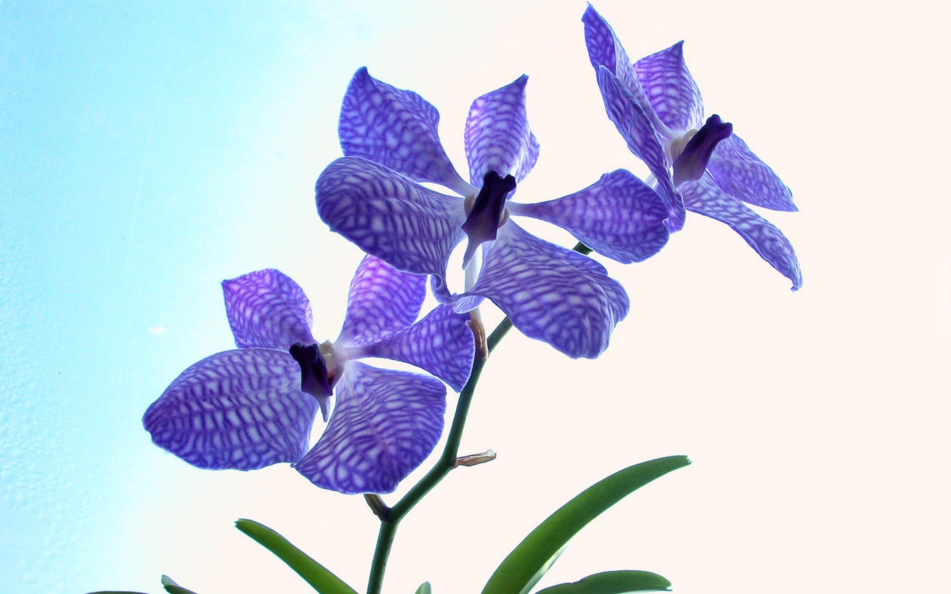 Fioletowy, Storczyk, Orchidea