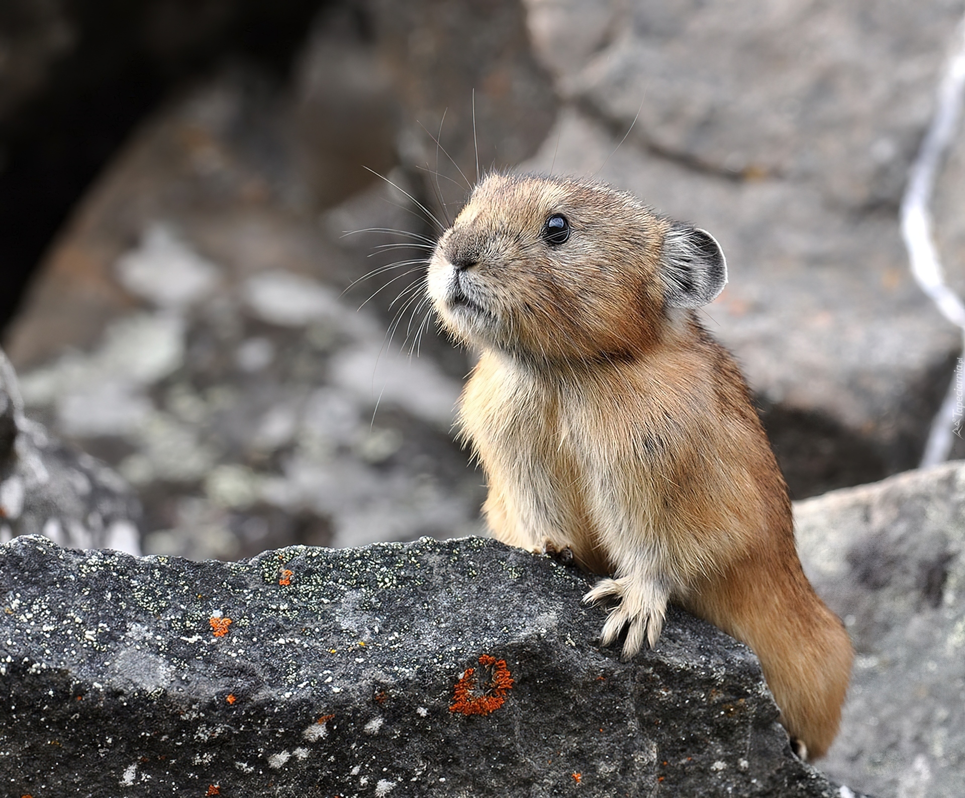 Northern, Pika, Kamień