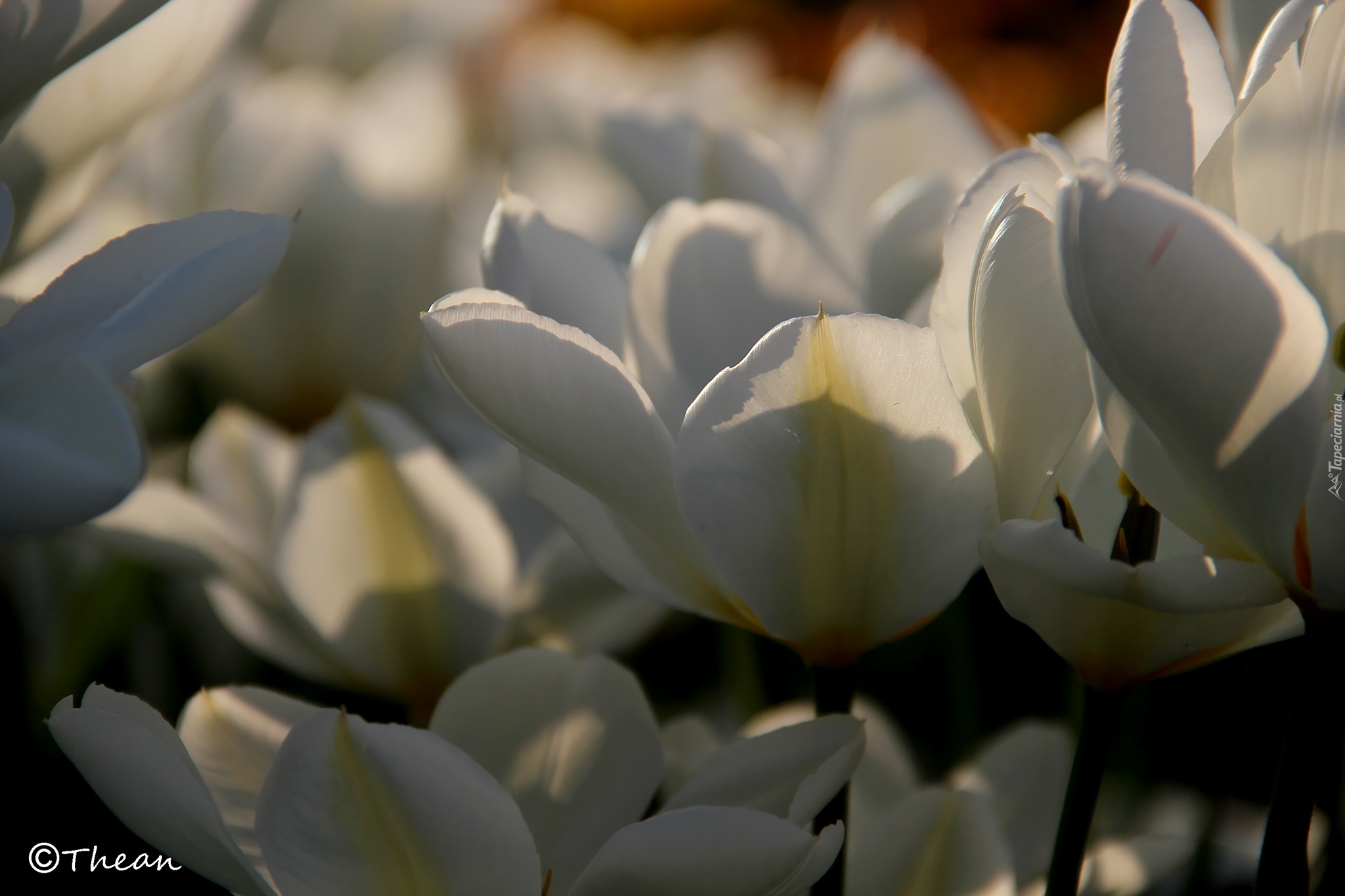 Białe, Tulipany, Płatki