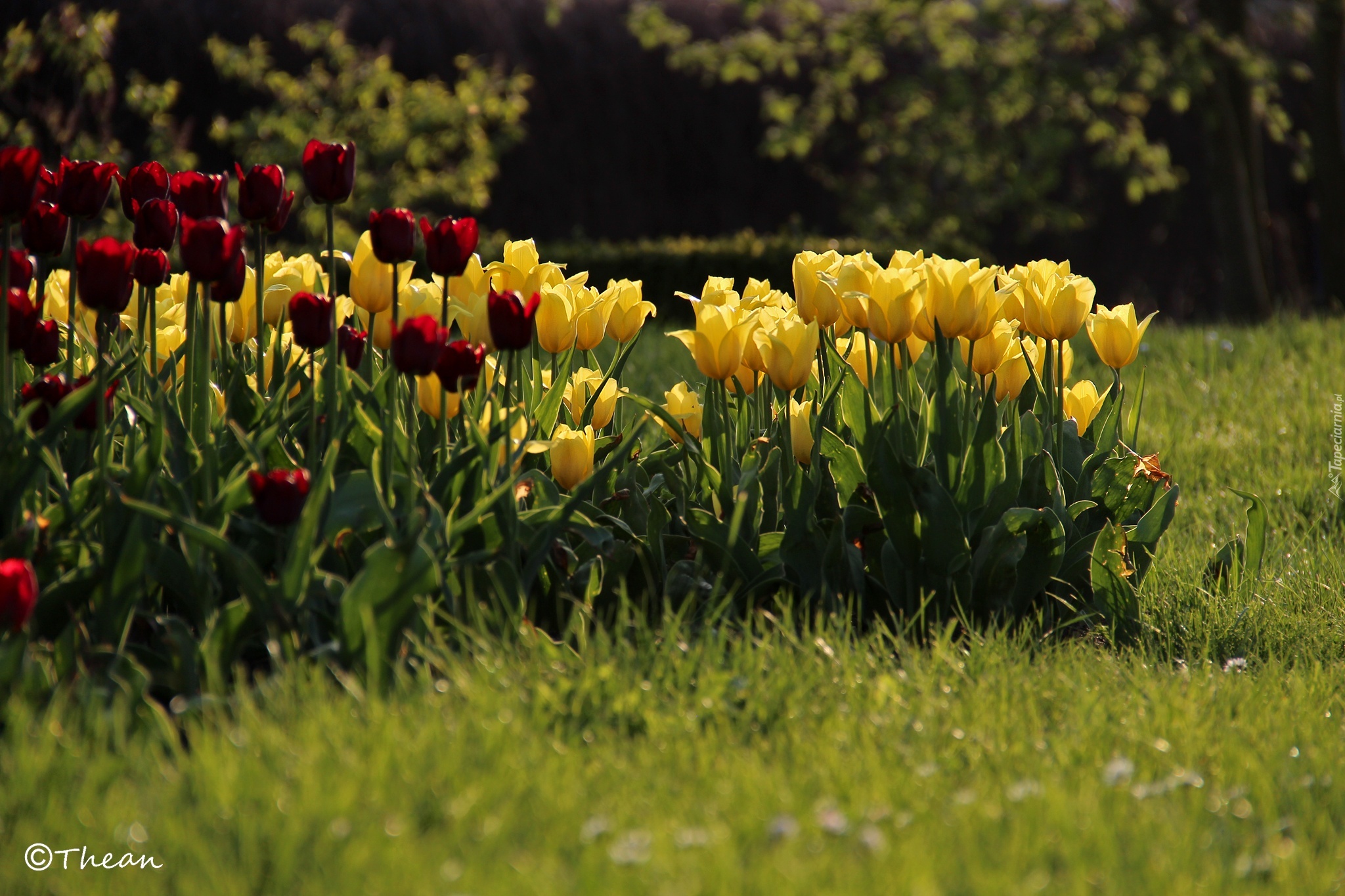 Żółte, Czerwone, Tulipany