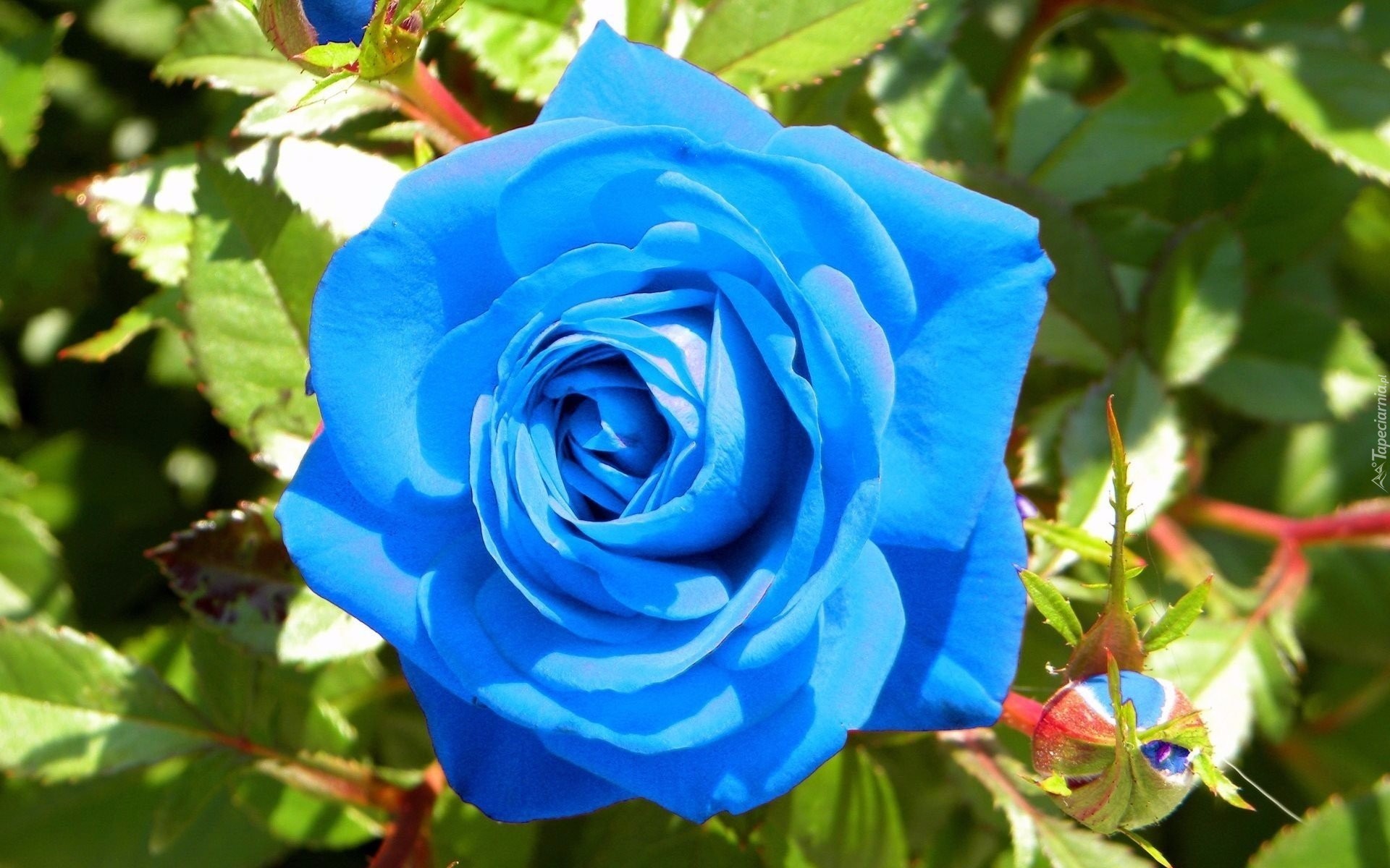 Niebieska, Róża, Pąki