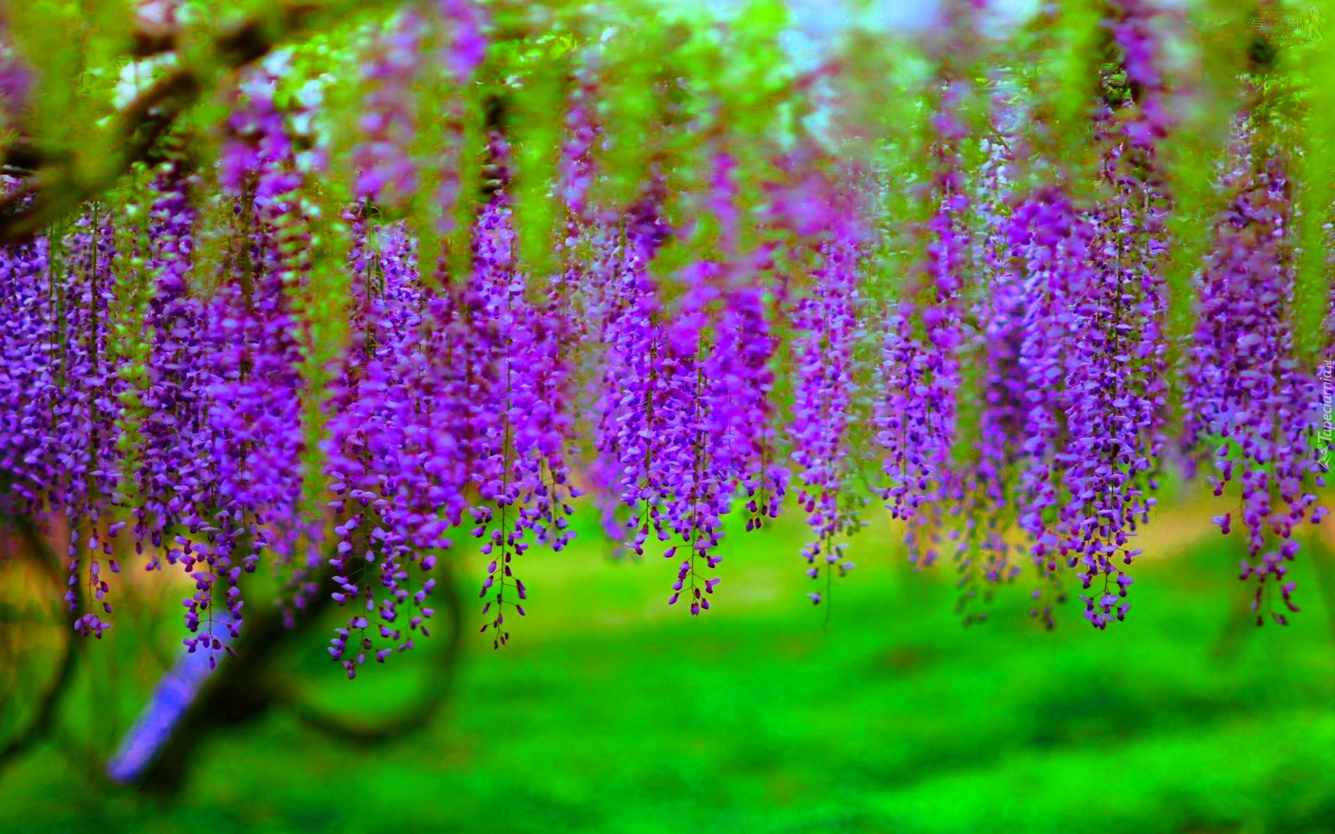 Wisteria