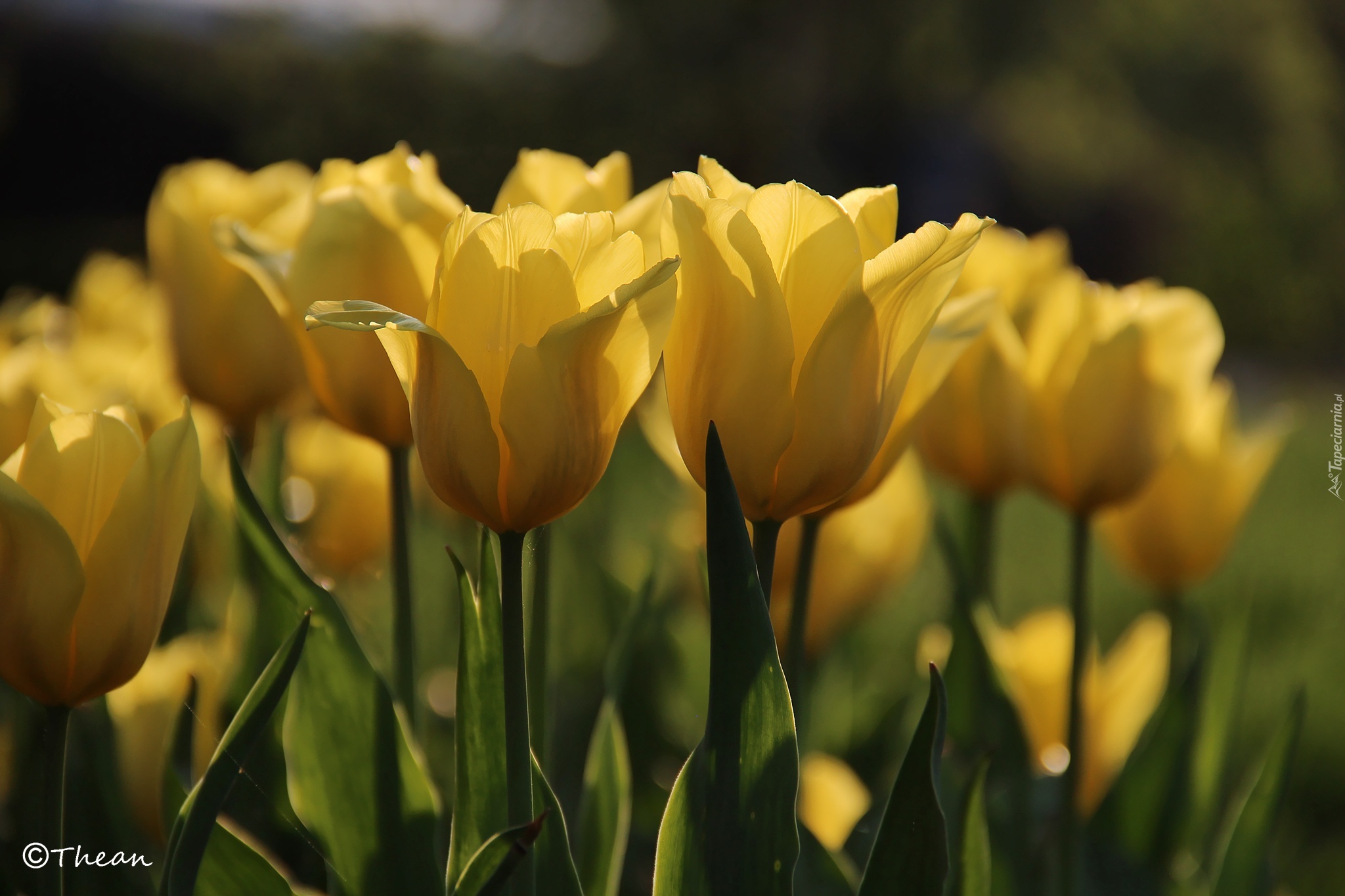 Żółte, Tulipany