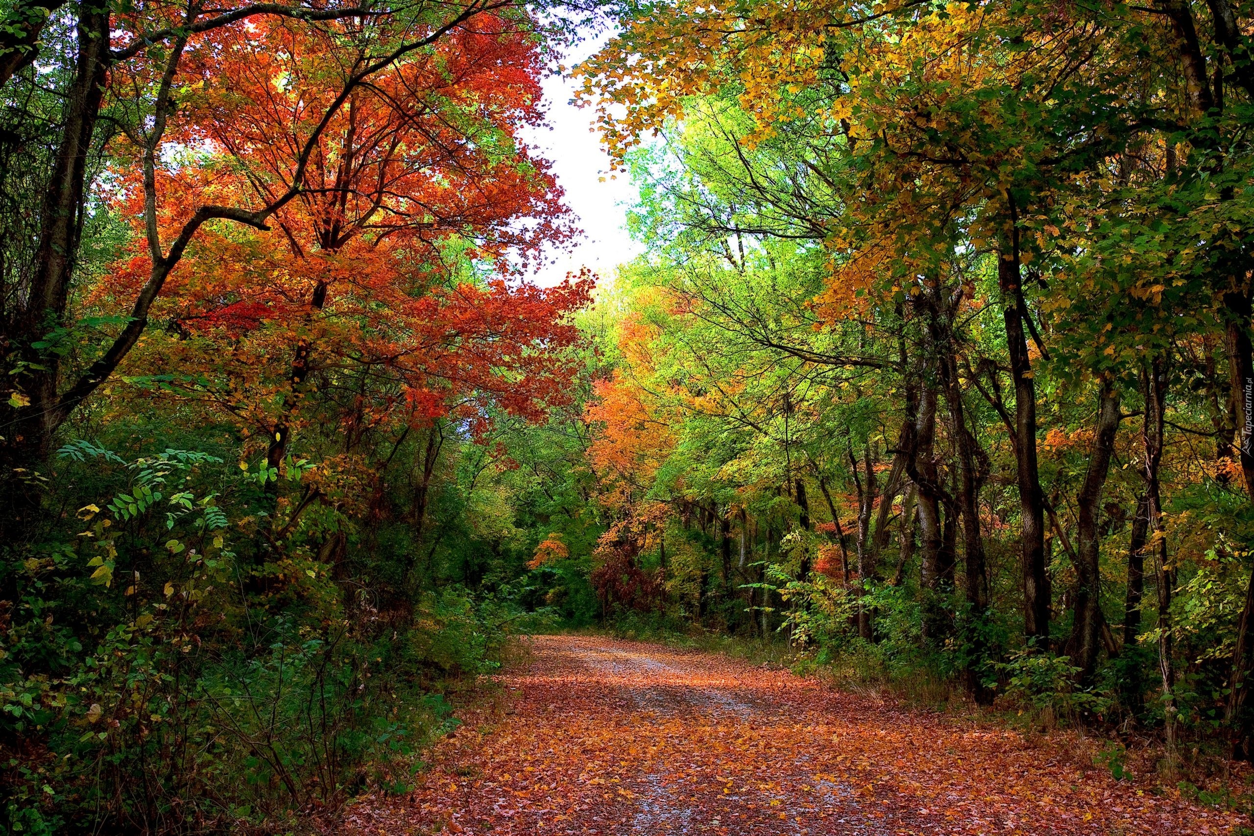 Виды осеннего леса. Шишкин осенний лес. Осень в лесу. Лес осенью. Красивые леса.