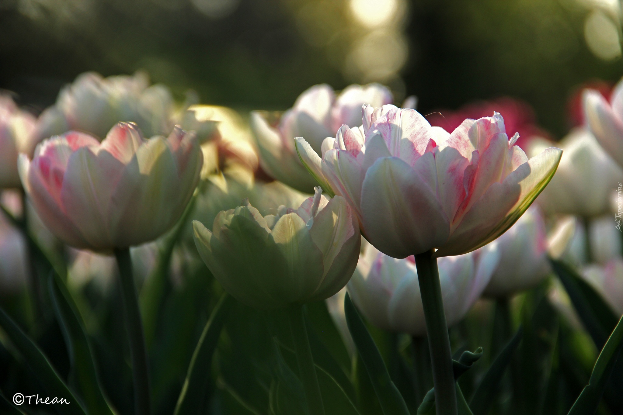 Białoróżowe, Tulipany, Płatki