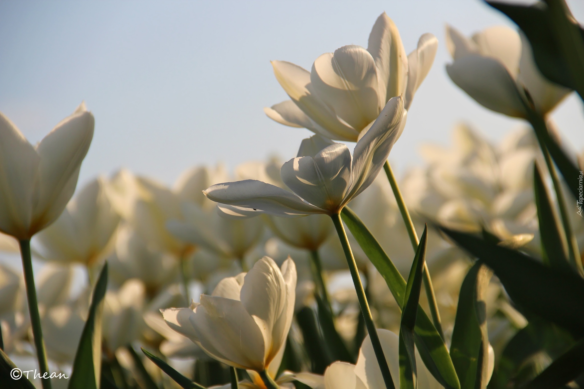 Tulipany, Białe