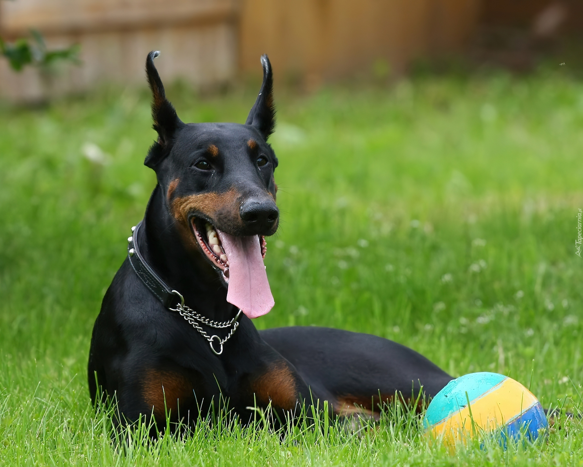 Doberman, Czarny, Pies, Język, Łąka, Piłka