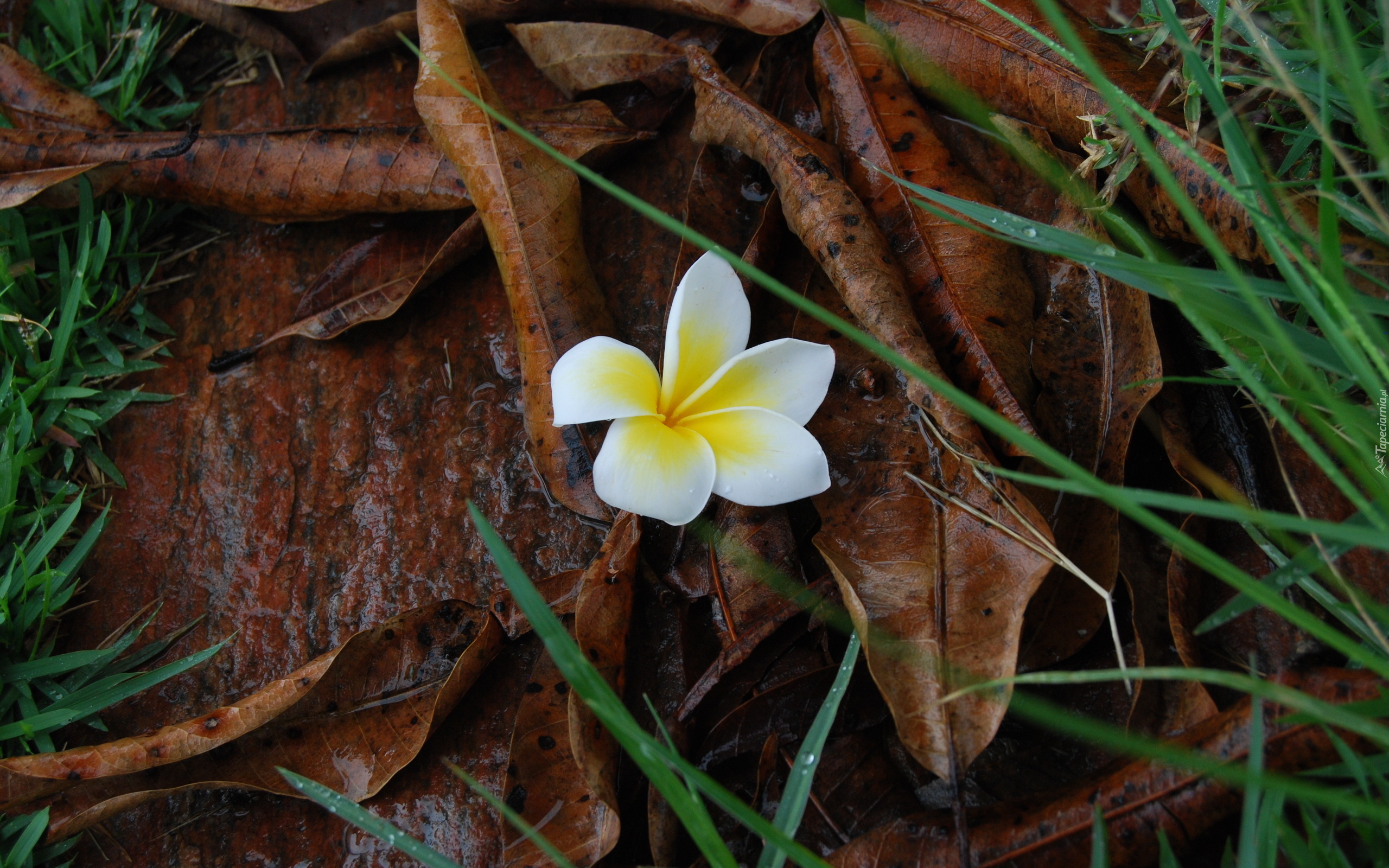 Plumeria, Kwiatek, Jesienne, Liście, Trawa