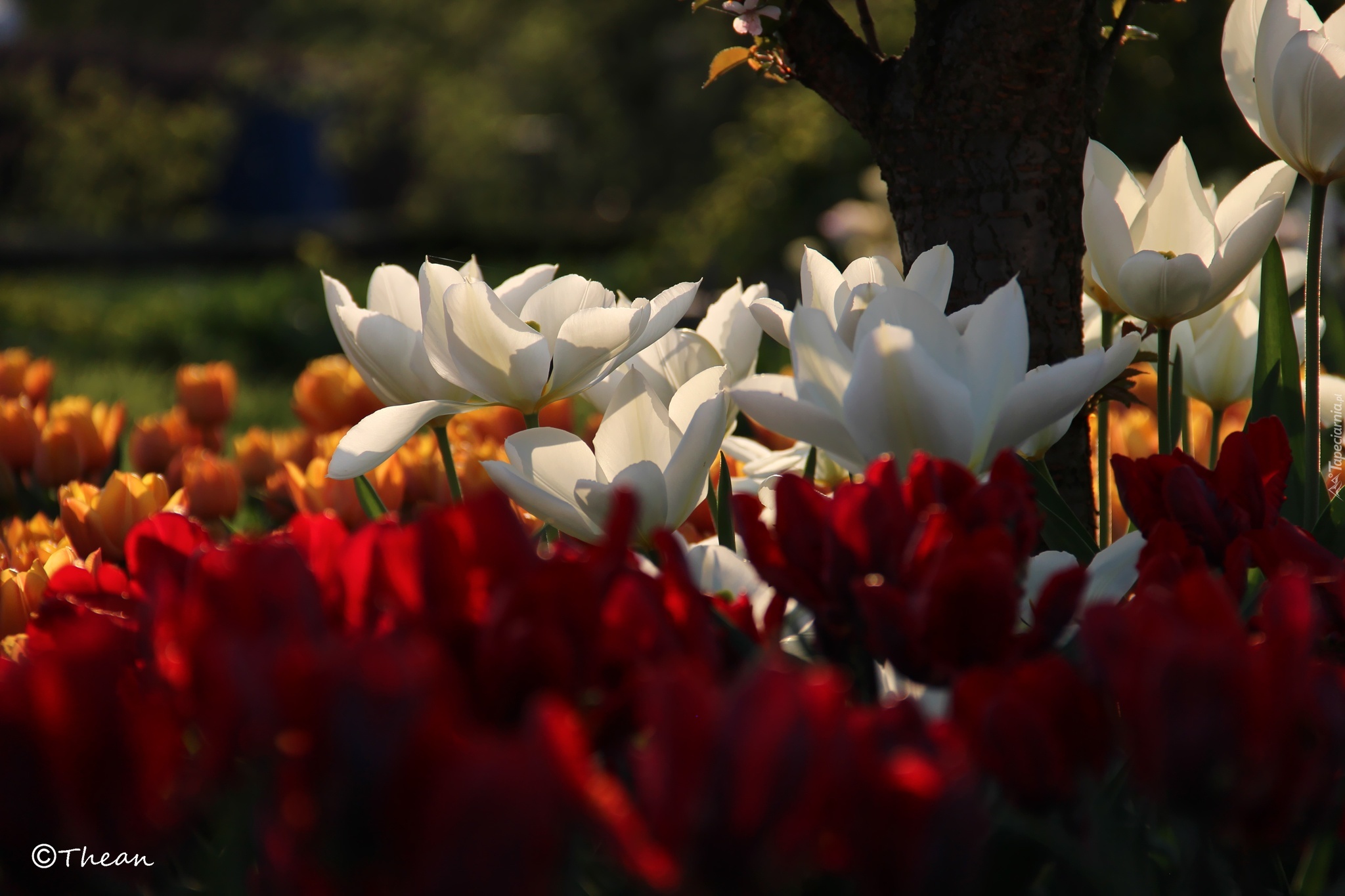 Białe, Tulipany, Drzewo