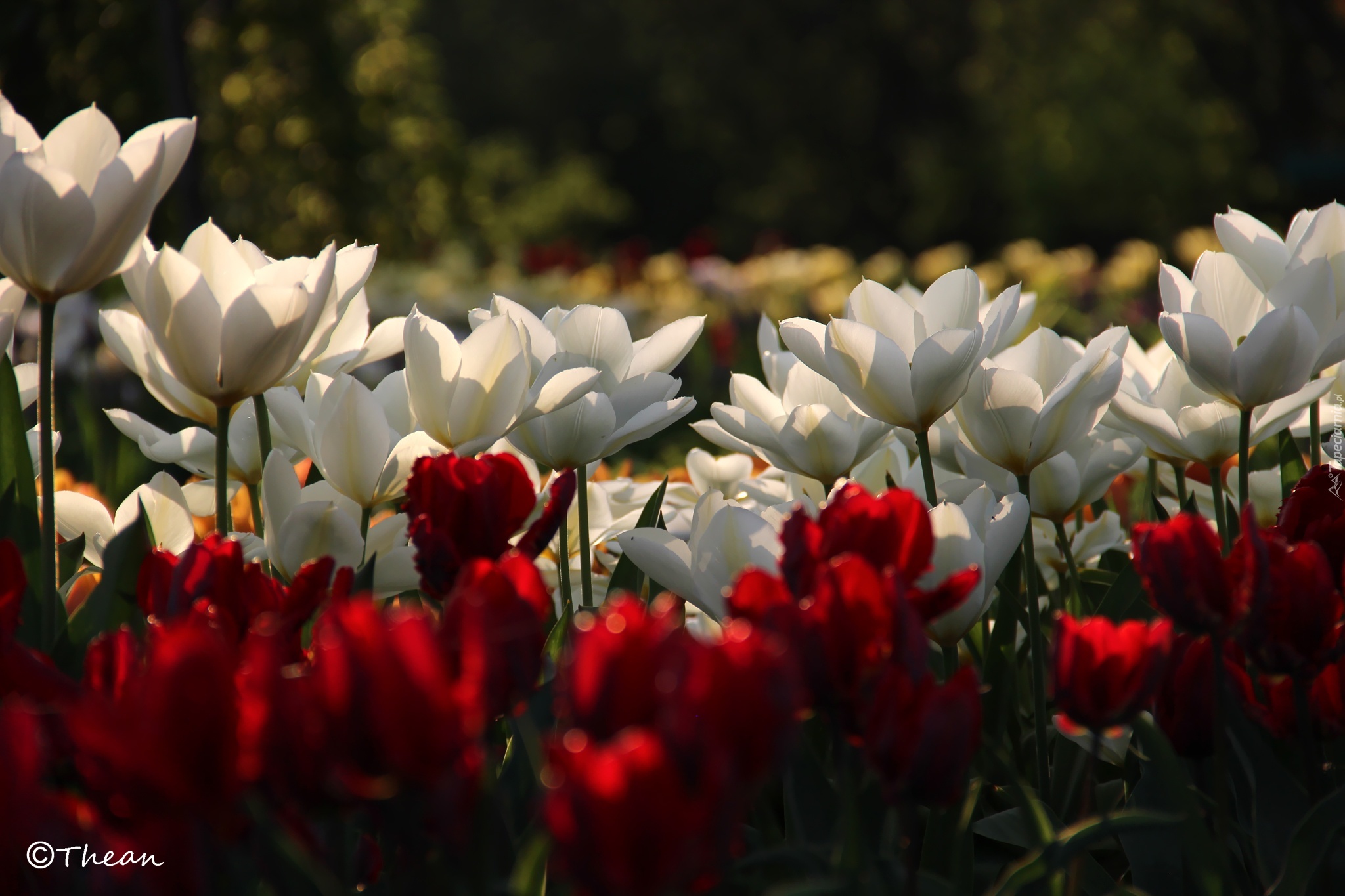 Białe, Czerwone, Tulipany