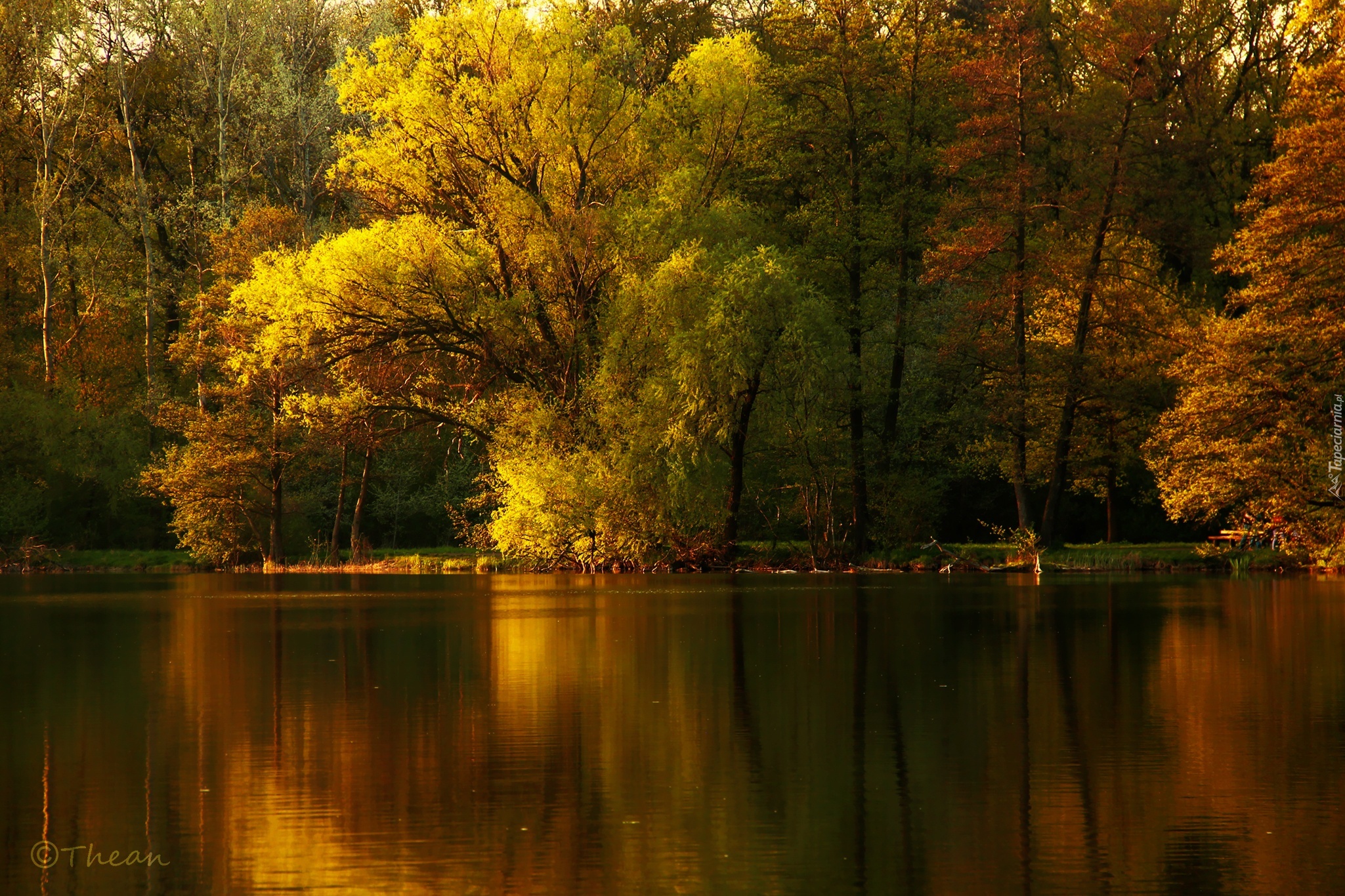 Drzewa, Jezioro, Odbicie