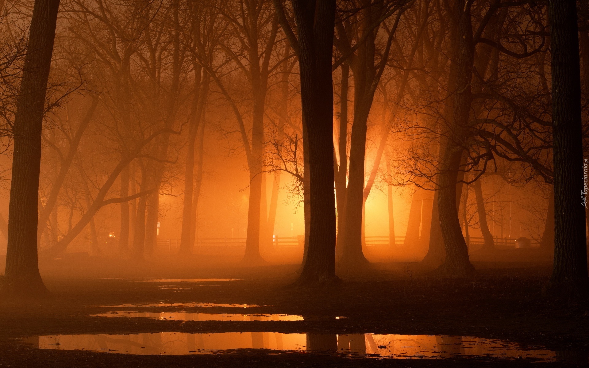 Park, Drzewa, Światło