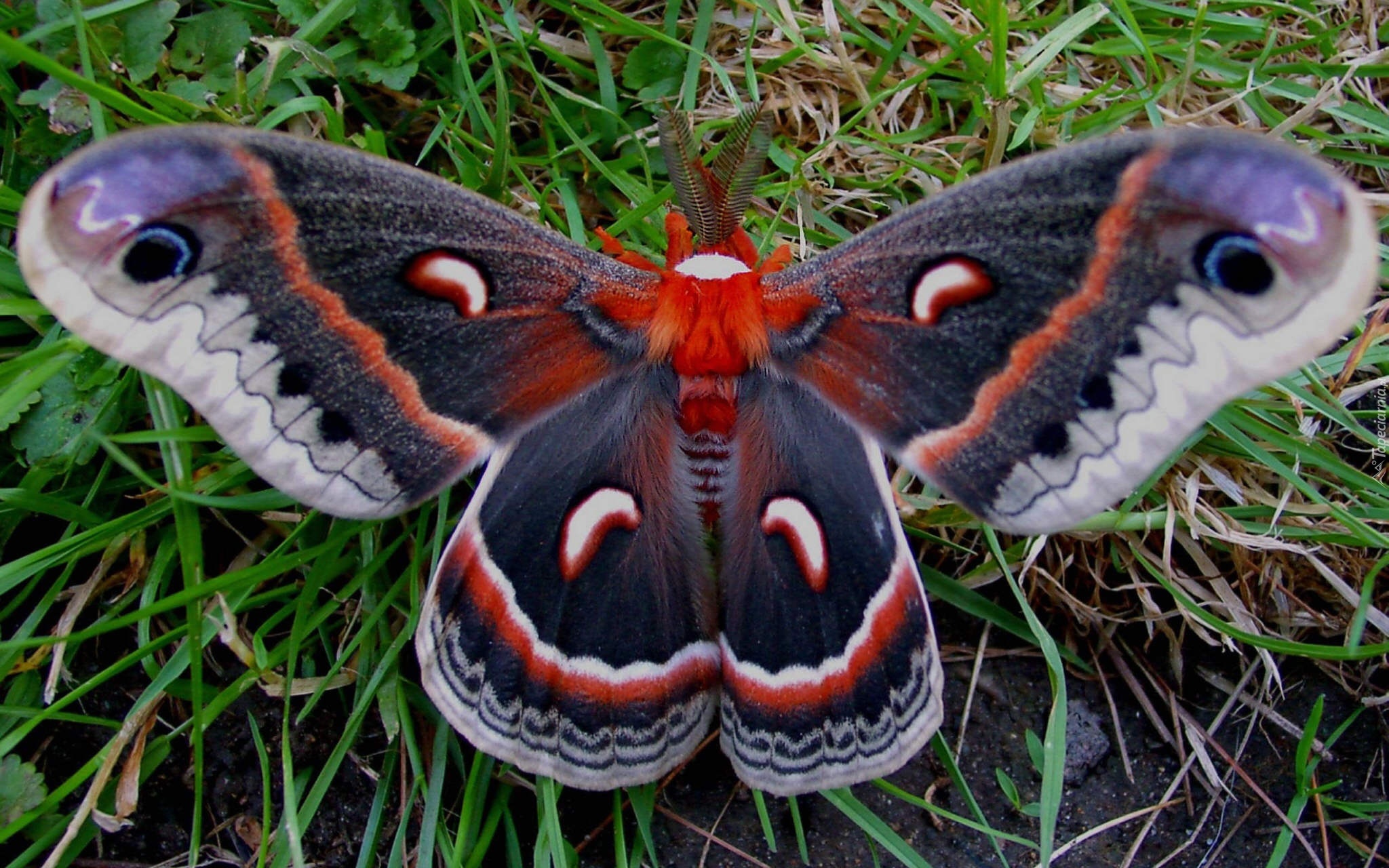 Egzotyczny, Motyl, Trawa