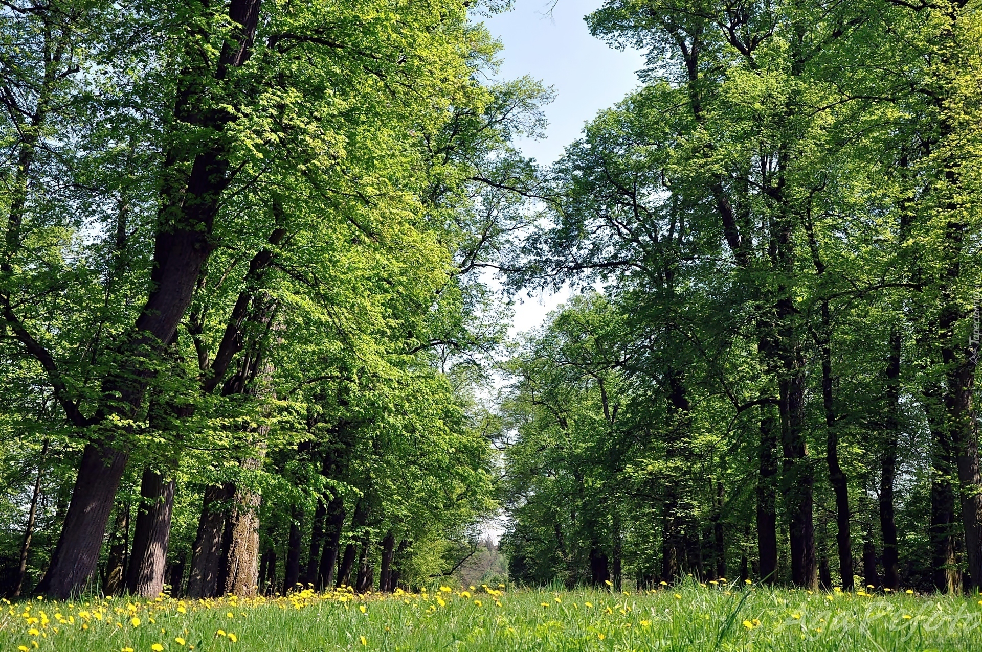 Las, Łąka, Kwitnący, Mniszek